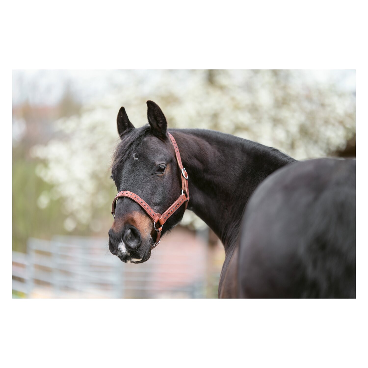 Passion 4Q Lederhalfter – Ansicht 3