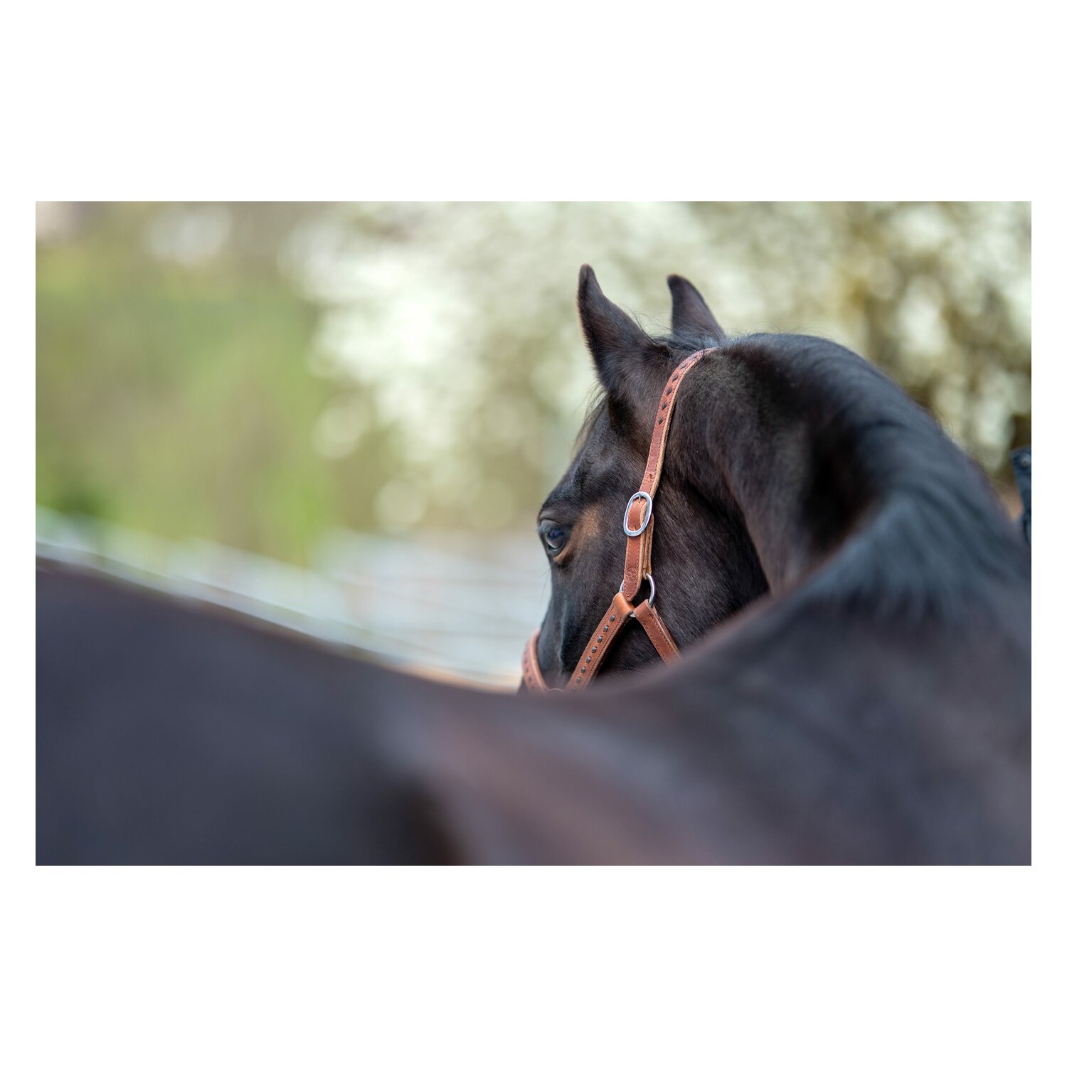 Passion 4Q Lederhalfter – Ansicht 4