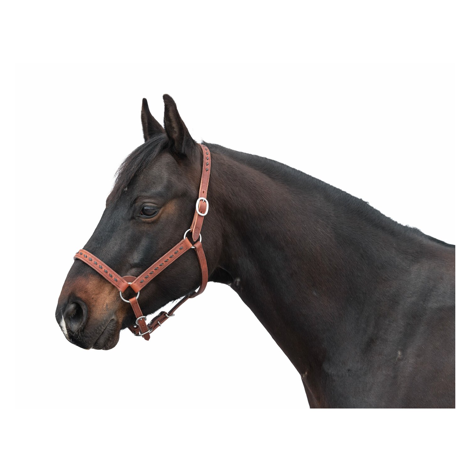 Passion 4Q Lederhalfter – Ansicht 1