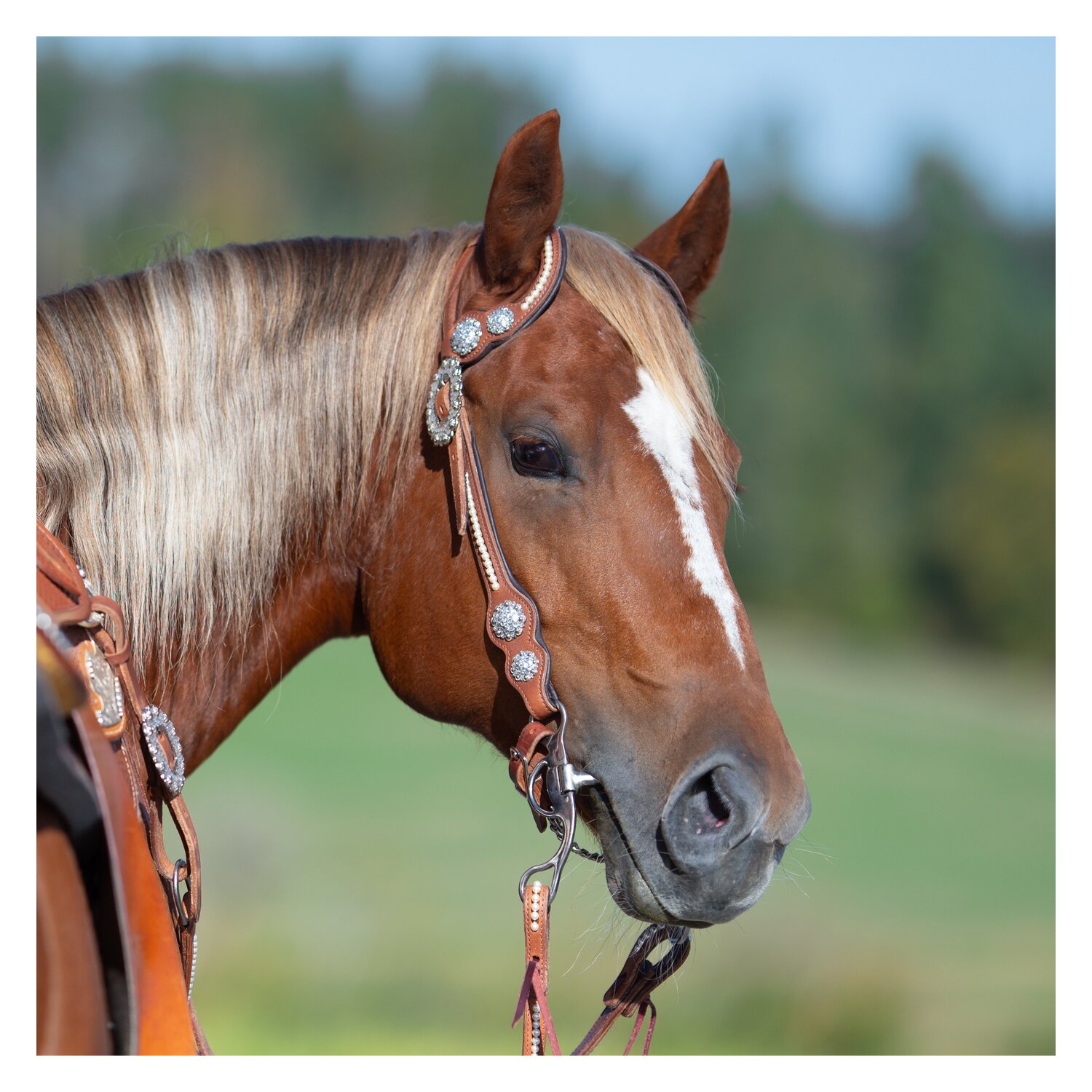 Passion 4Q Zweiohr-Westerntrense – Ansicht 1