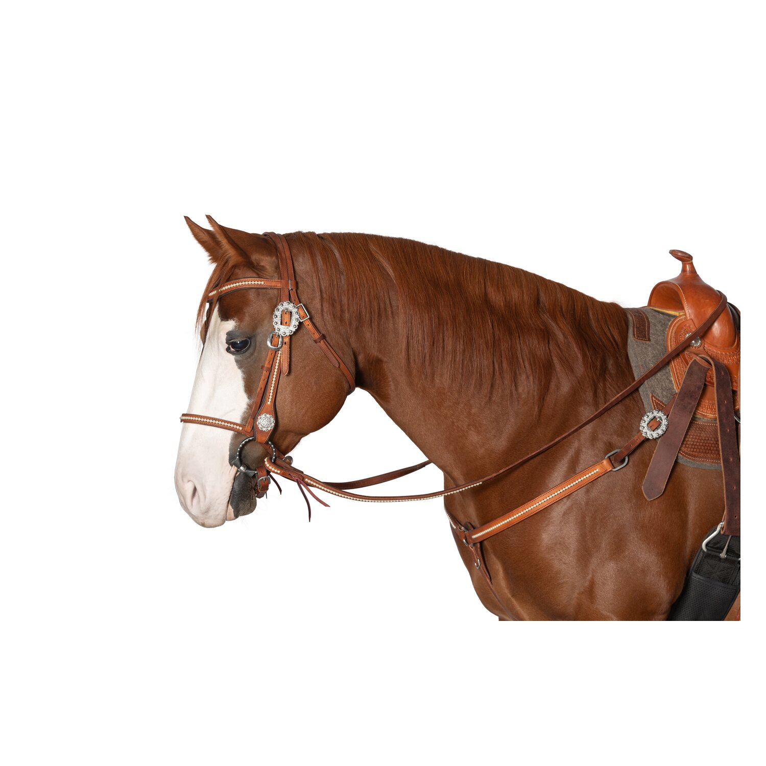 Passion 4Q Westernzügel – Ansicht 2