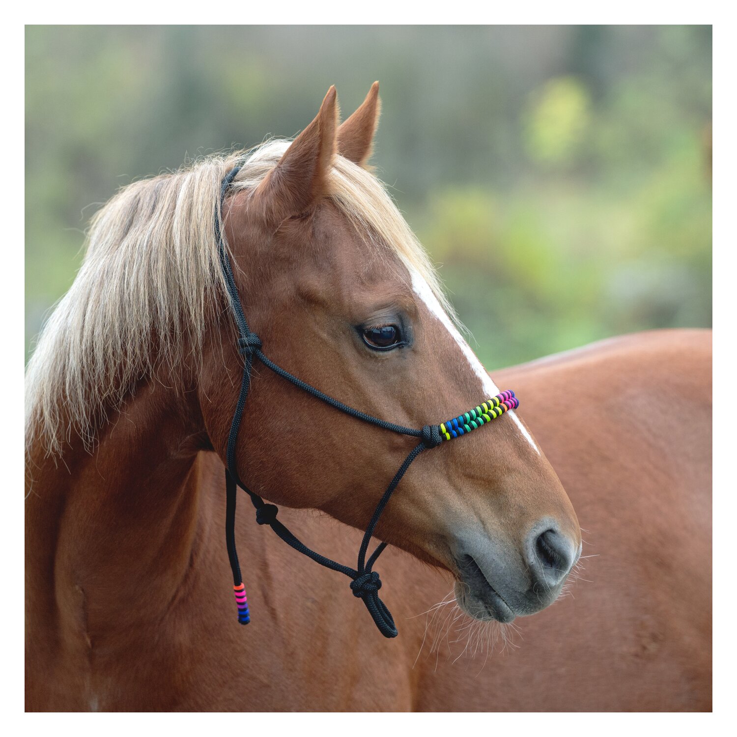 Passion 4Q Knotenhalfter – Ansicht 1