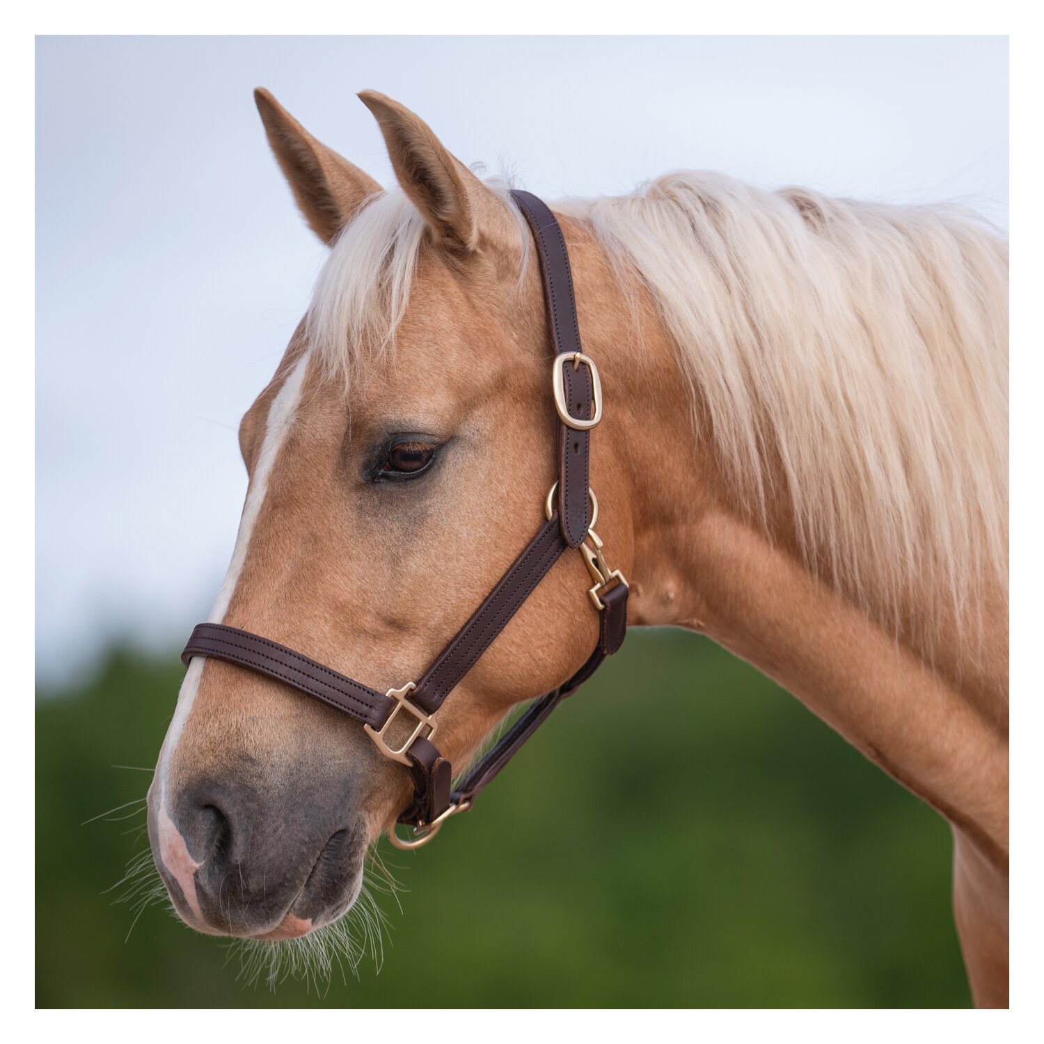 Passion 4Q Lederhalfter – Ansicht 2