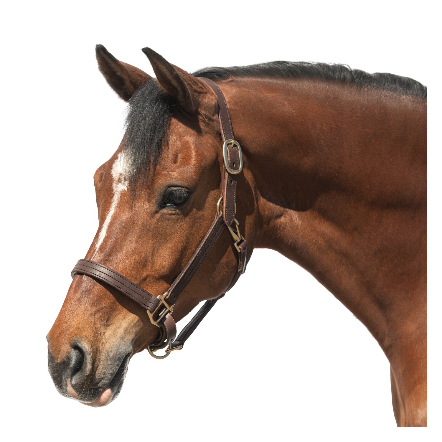 Passion 4Q Lederhalfter – Ansicht 1