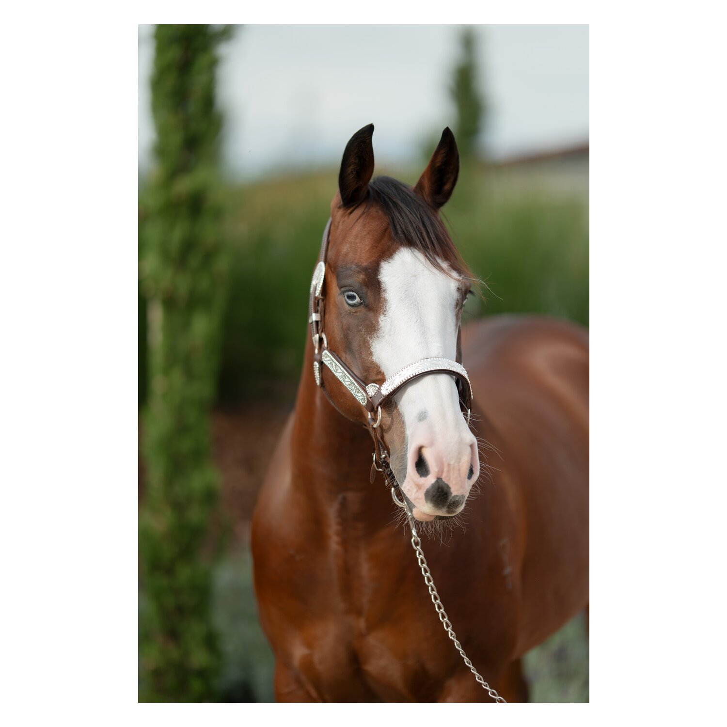 Passion 4Q Showhalfter mit Polsterung – Ansicht 4