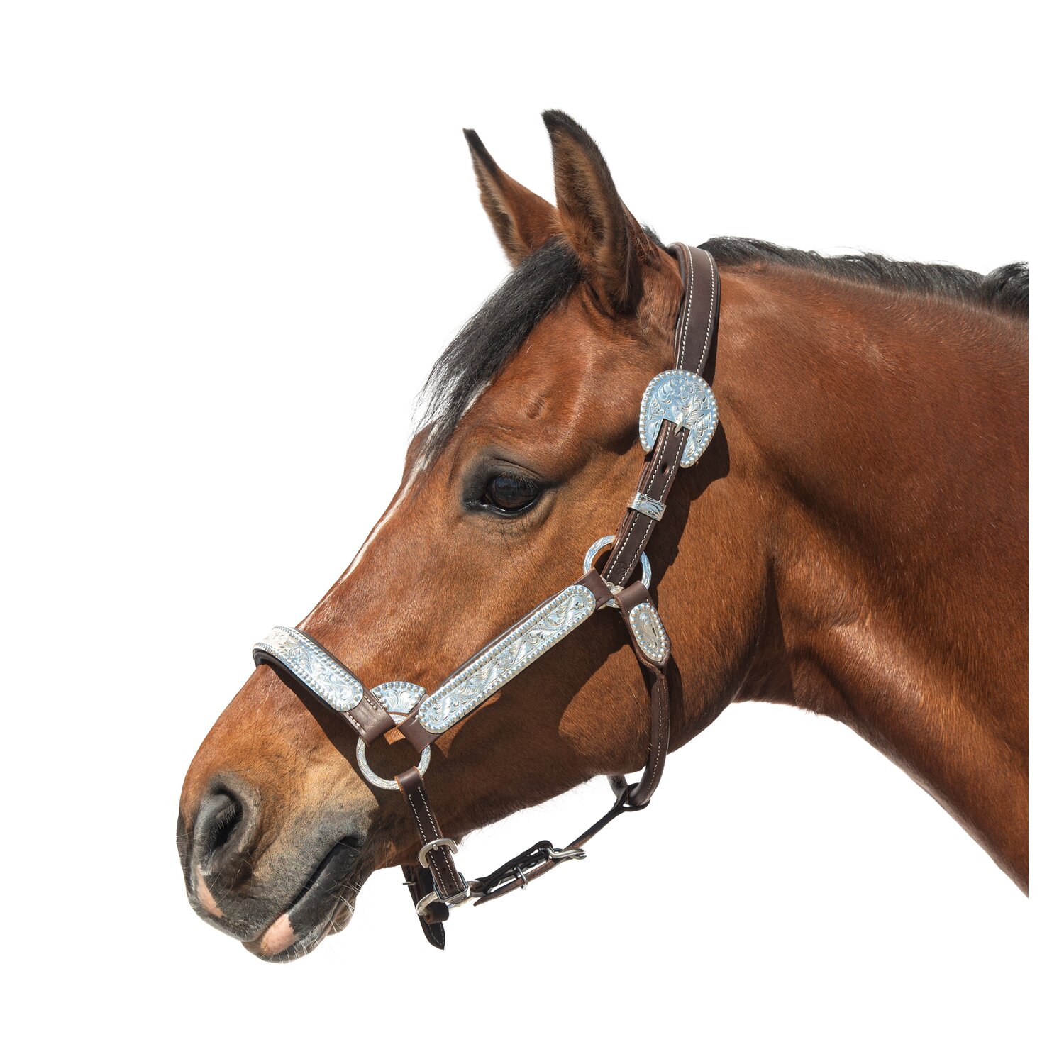 Passion 4Q Showhalfter mit Polsterung – Ansicht 2