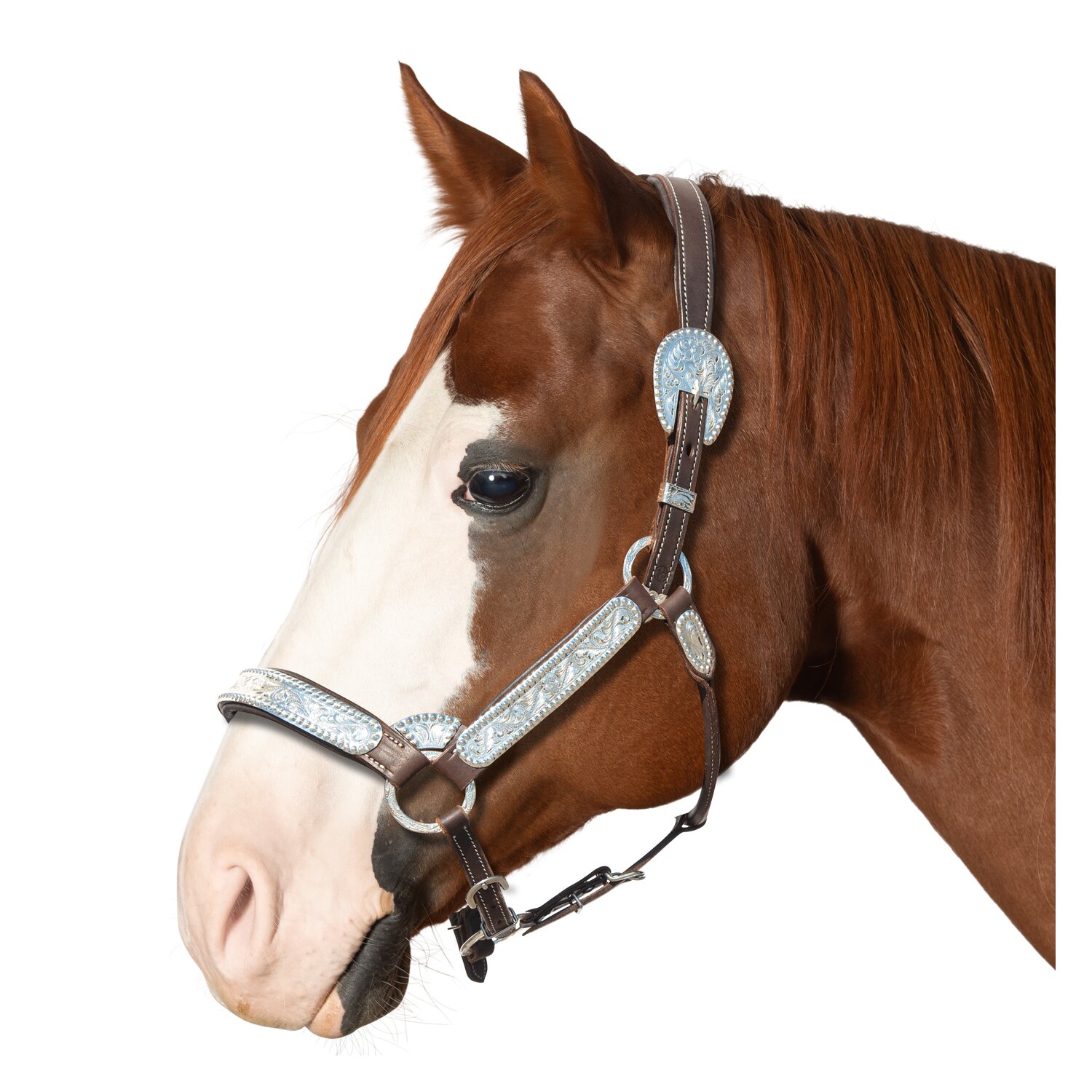 Passion 4Q Showhalfter mit Polsterung – Ansicht 1