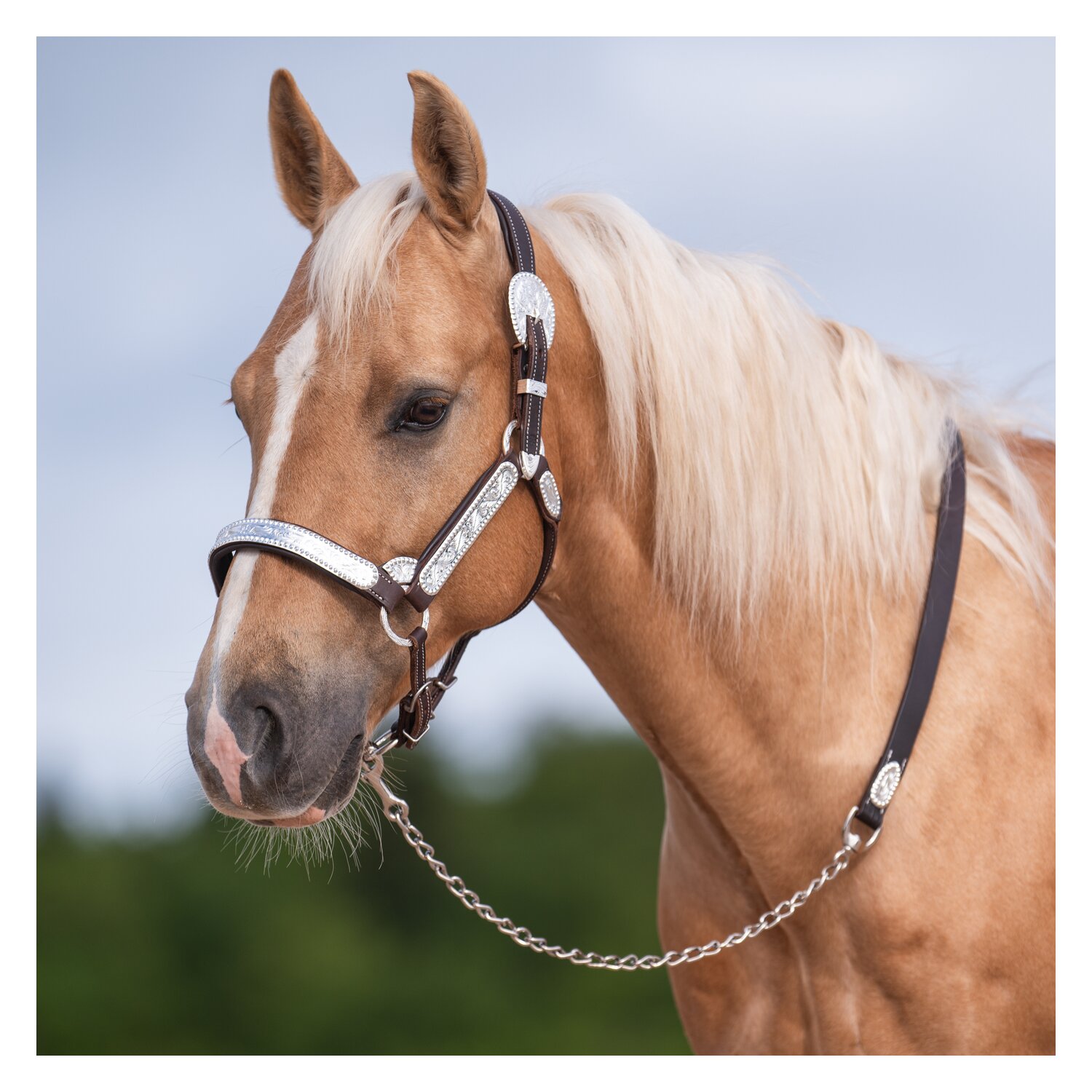 Passion 4Q Showhalfter mit Polsterung – Ansicht 3