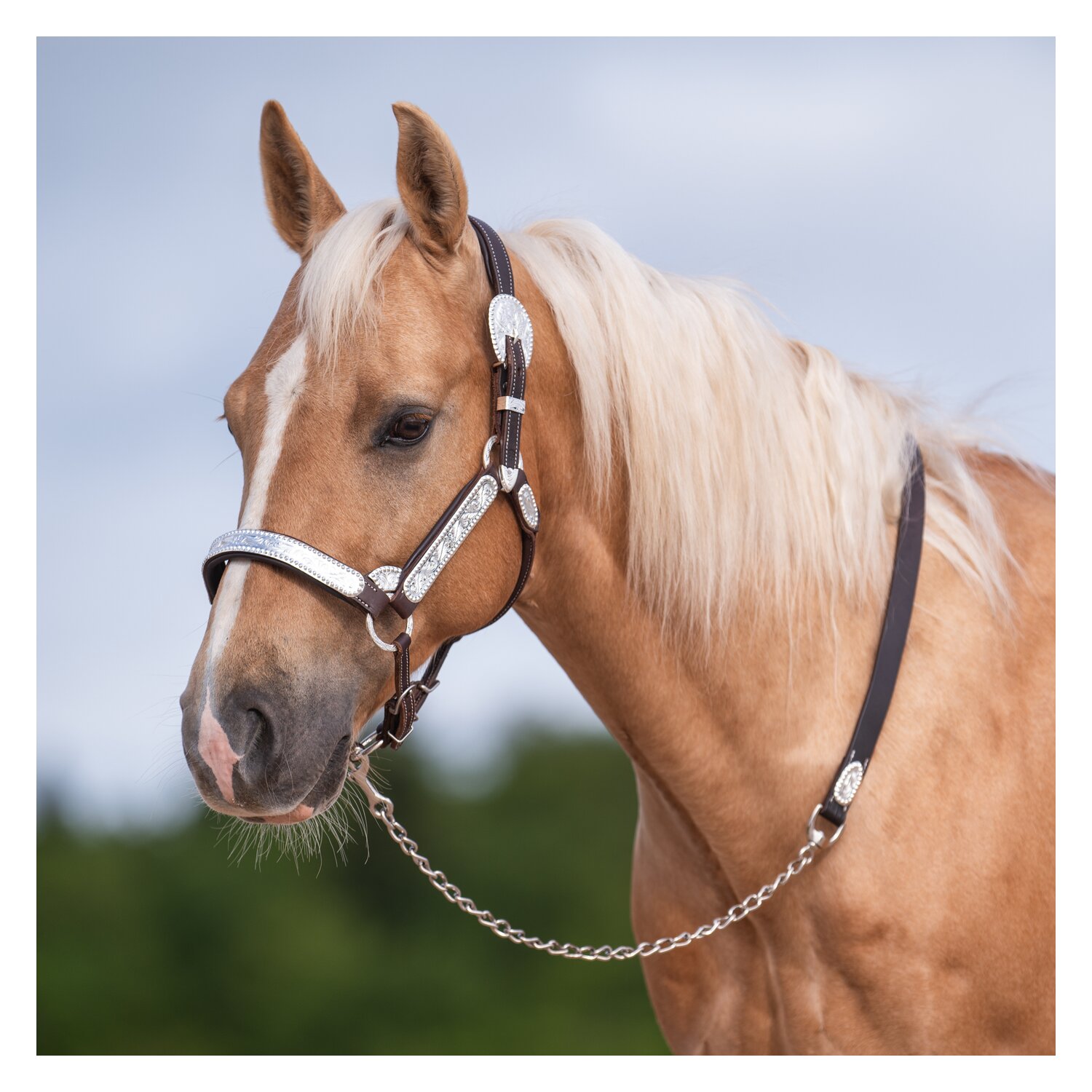 Passion 4Q Show-Führkette, für Pferde – Ansicht 2