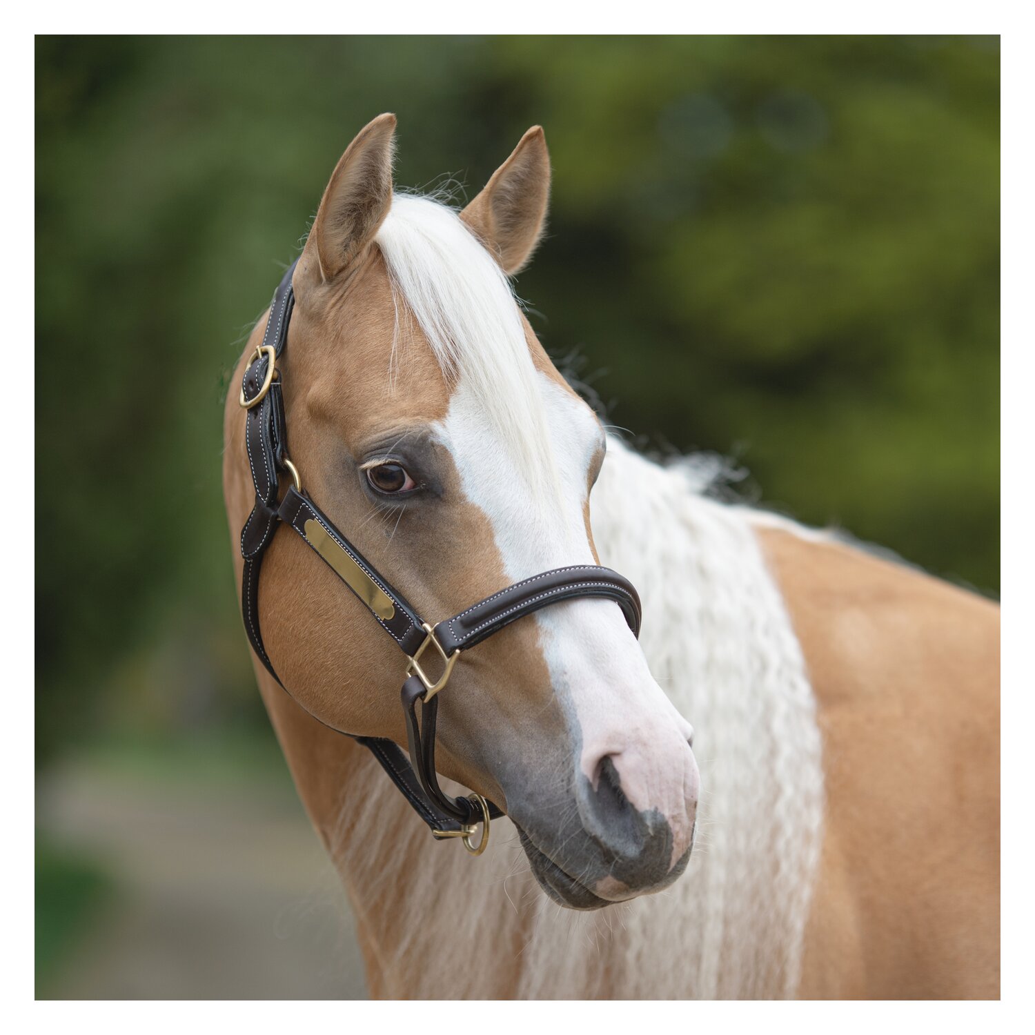 Passion 4Q Lederhalfter mit Plakette – Ansicht 1