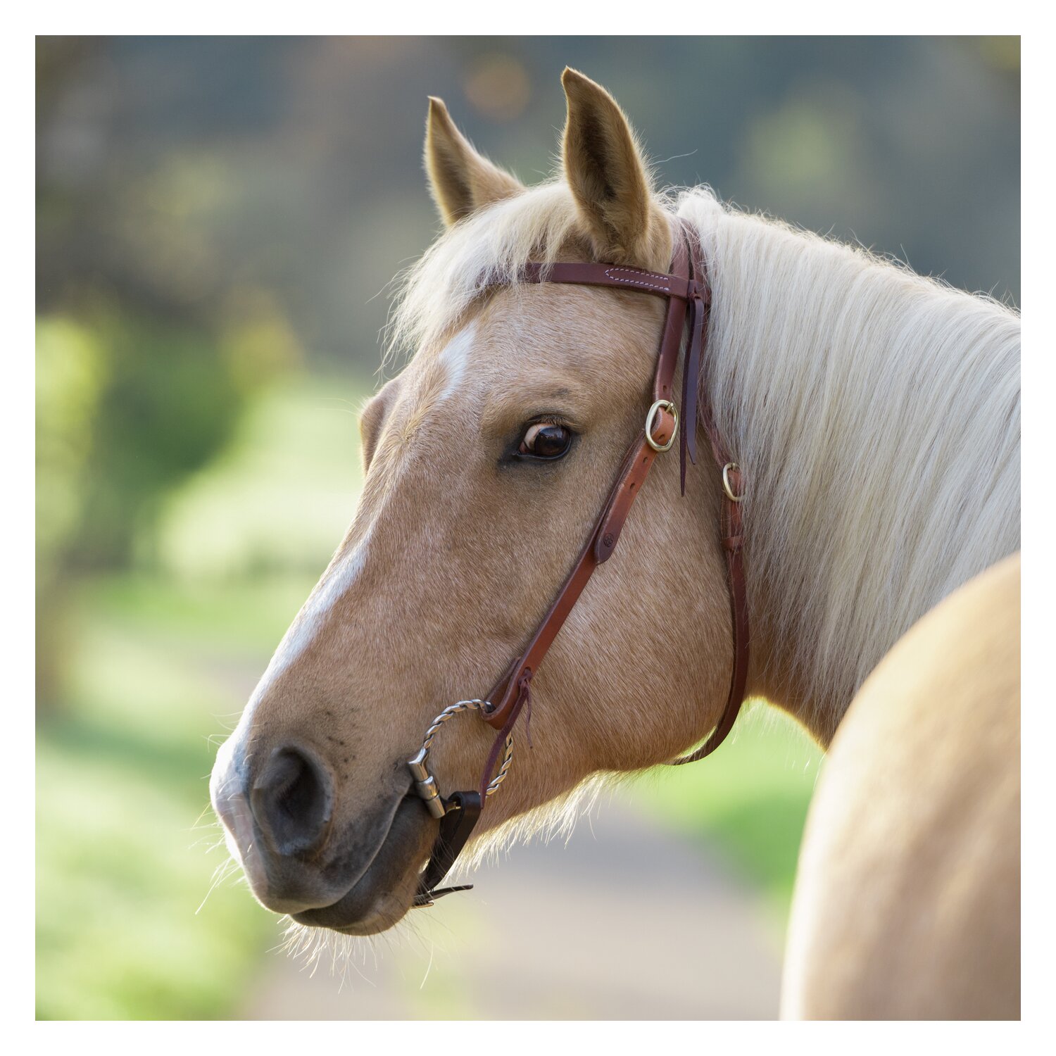 Passion 4Q Westerntrense – Ansicht 1