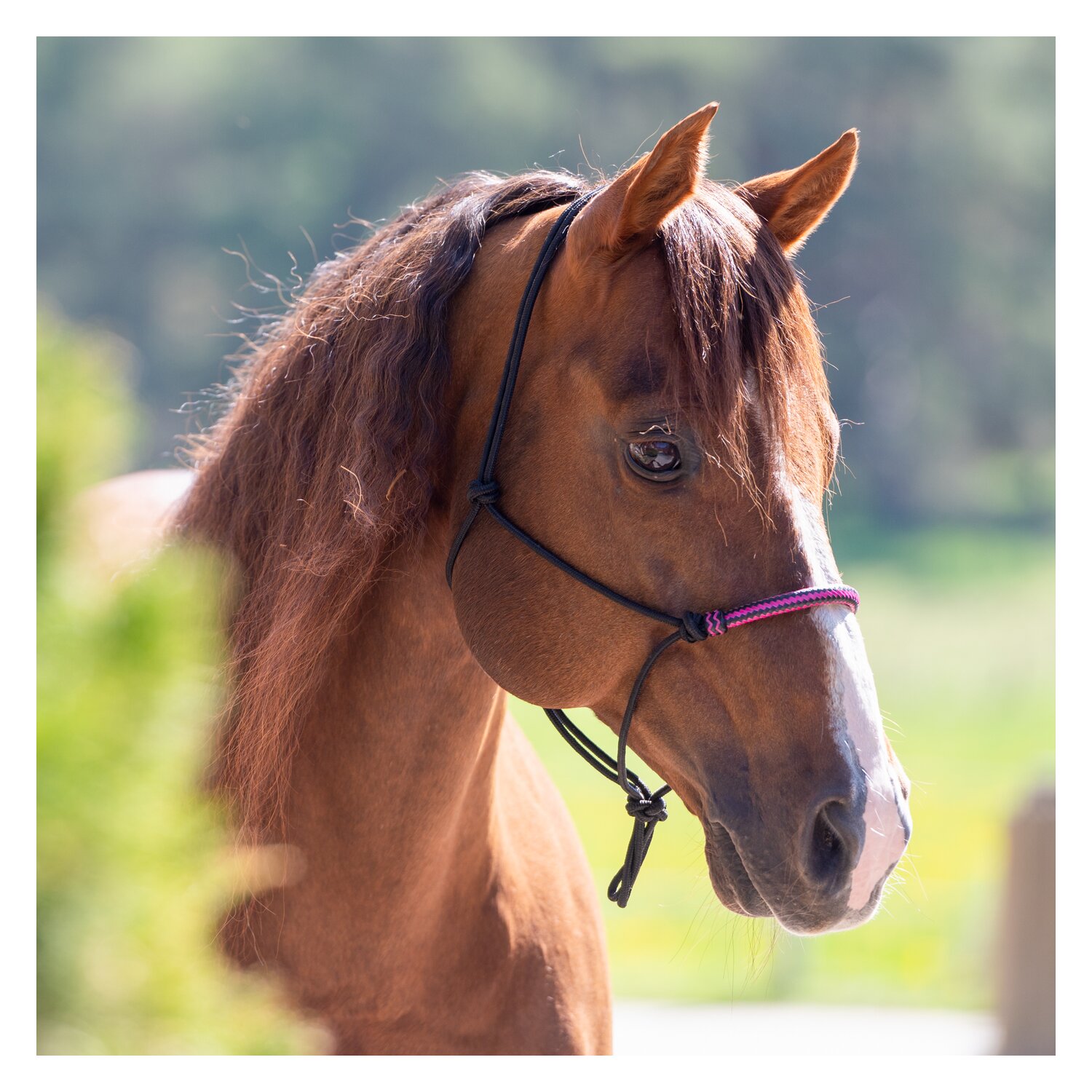 Passion 4Q Knotenhalfter mit Rohhaut – Ansicht 3