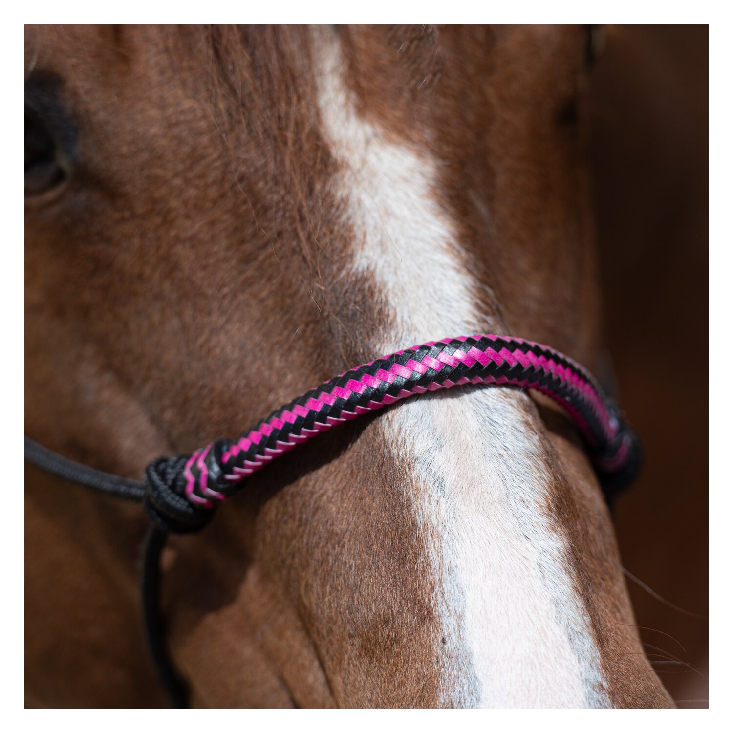 Passion 4Q Knotenhalfter mit Rohhaut – Ansicht 4