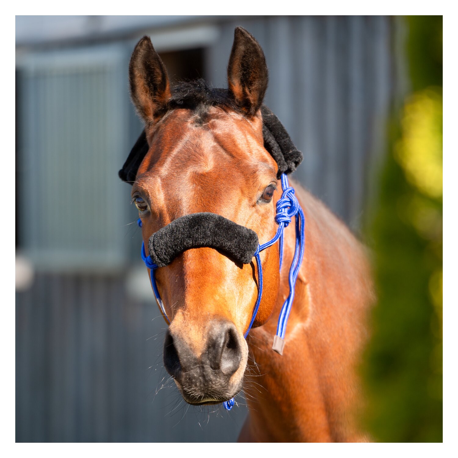 Passion 4Q Knotenhalfter mit Fell – Ansicht 3