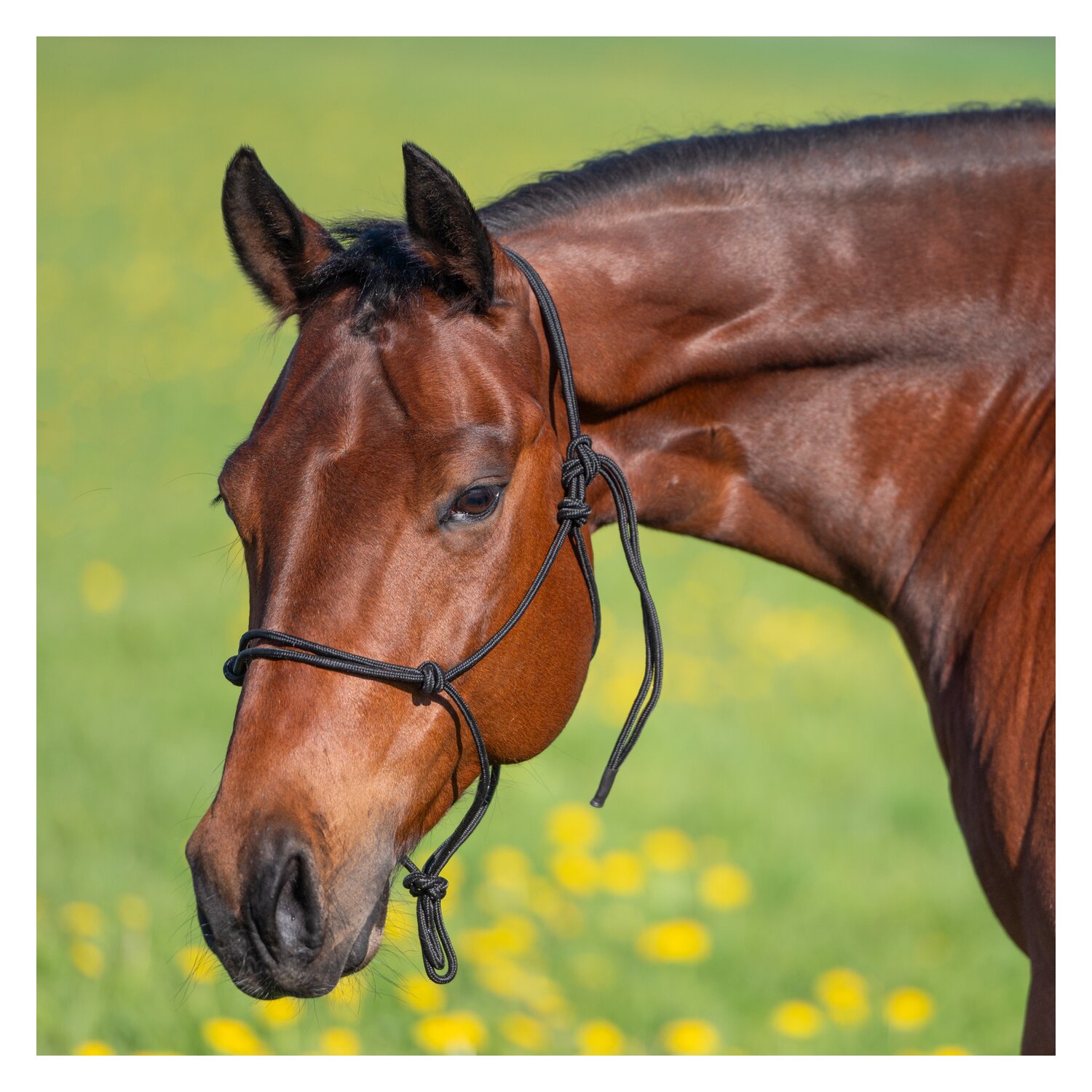 Passion 4Q Knotenhalfter – Ansicht 2