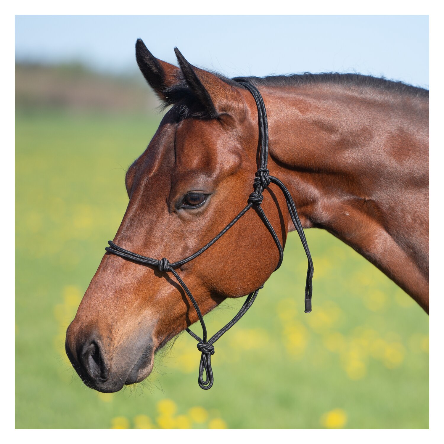 Passion 4Q Knotenhalfter – Ansicht 1