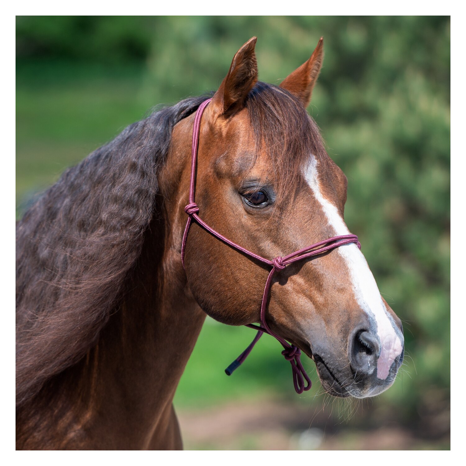 Passion 4Q Knotenhalfter – Ansicht 2