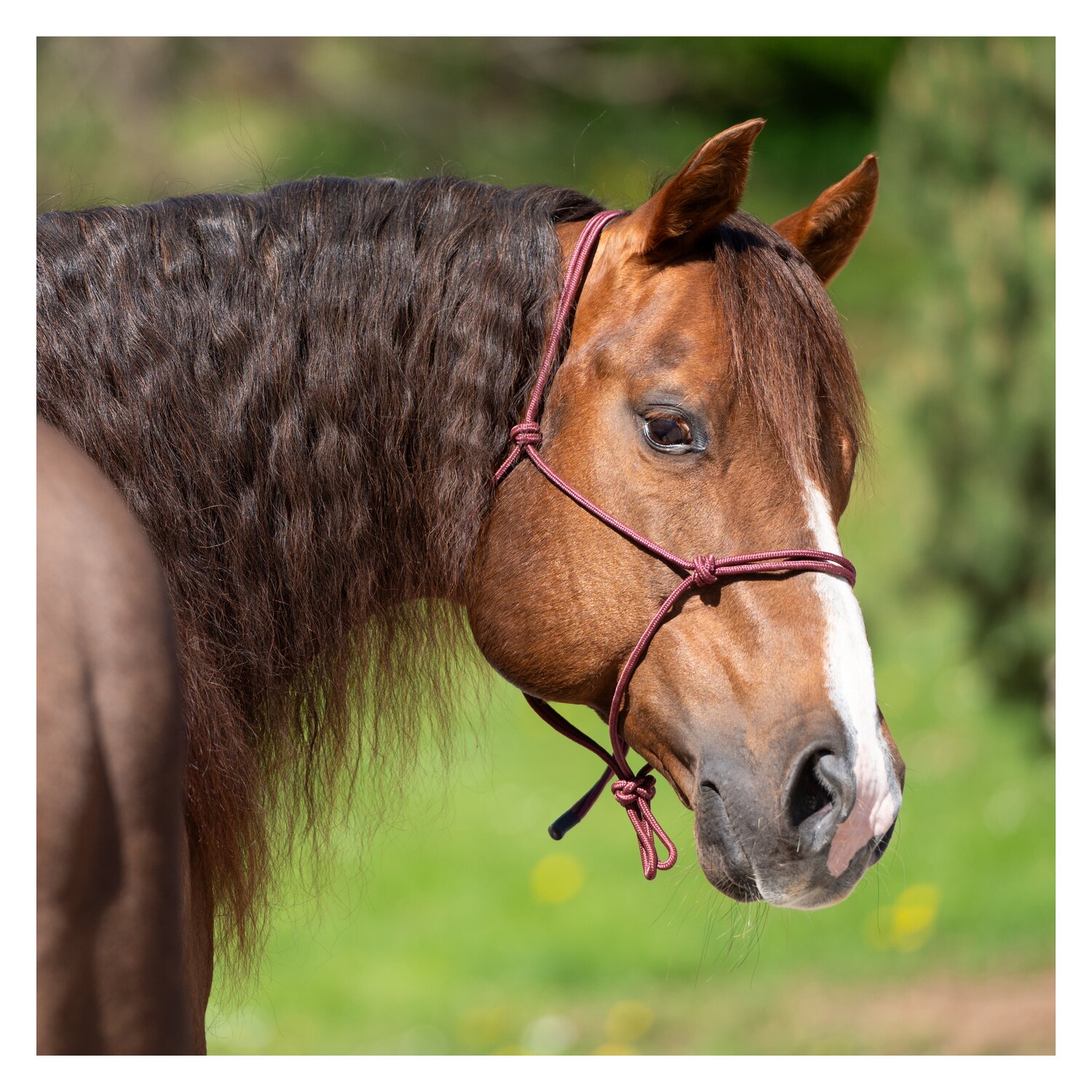 Passion 4Q Knotenhalfter – Ansicht 3