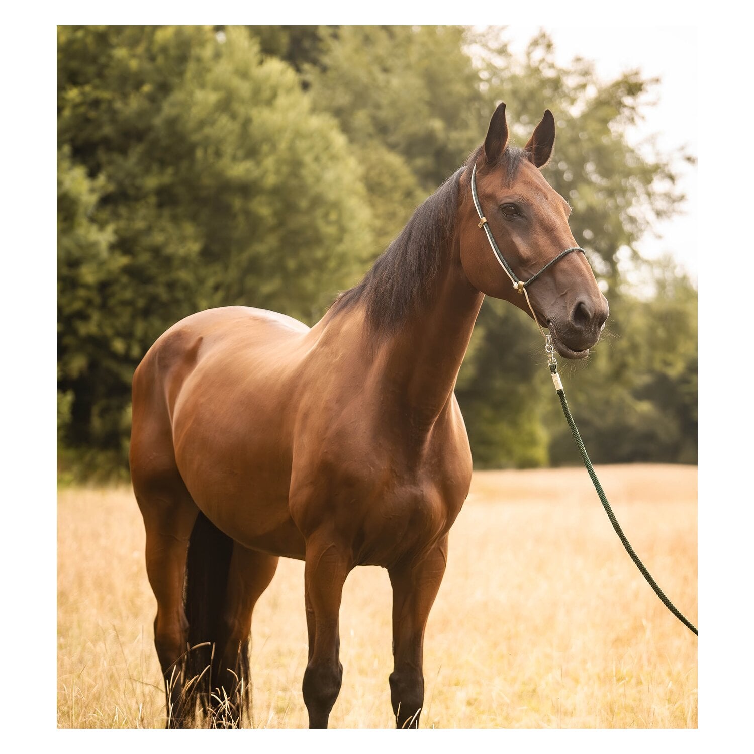 SUENO PETS 2 in 1 Halsring &ndash; Ansicht 3