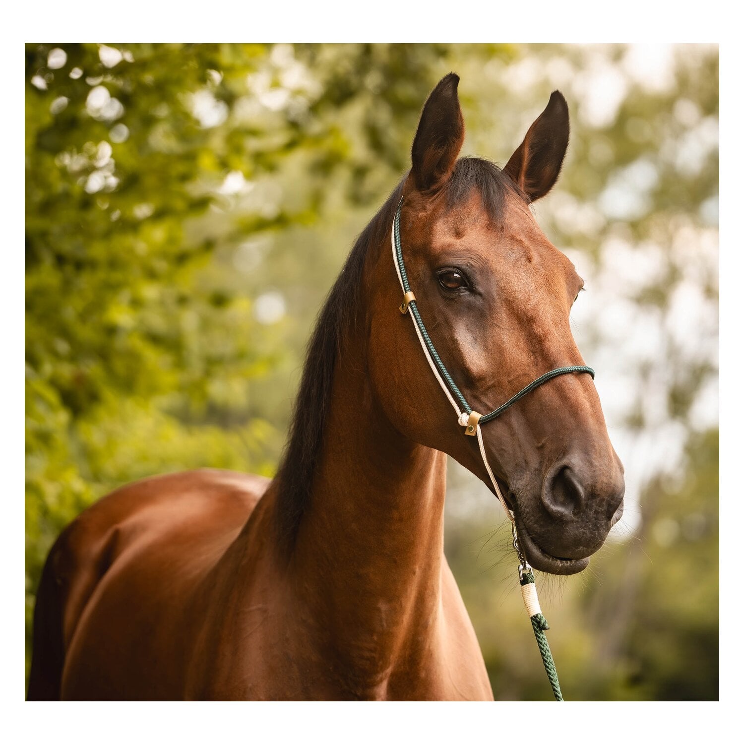 SUENO PETS 2 in 1 Halsring &ndash; Ansicht 1