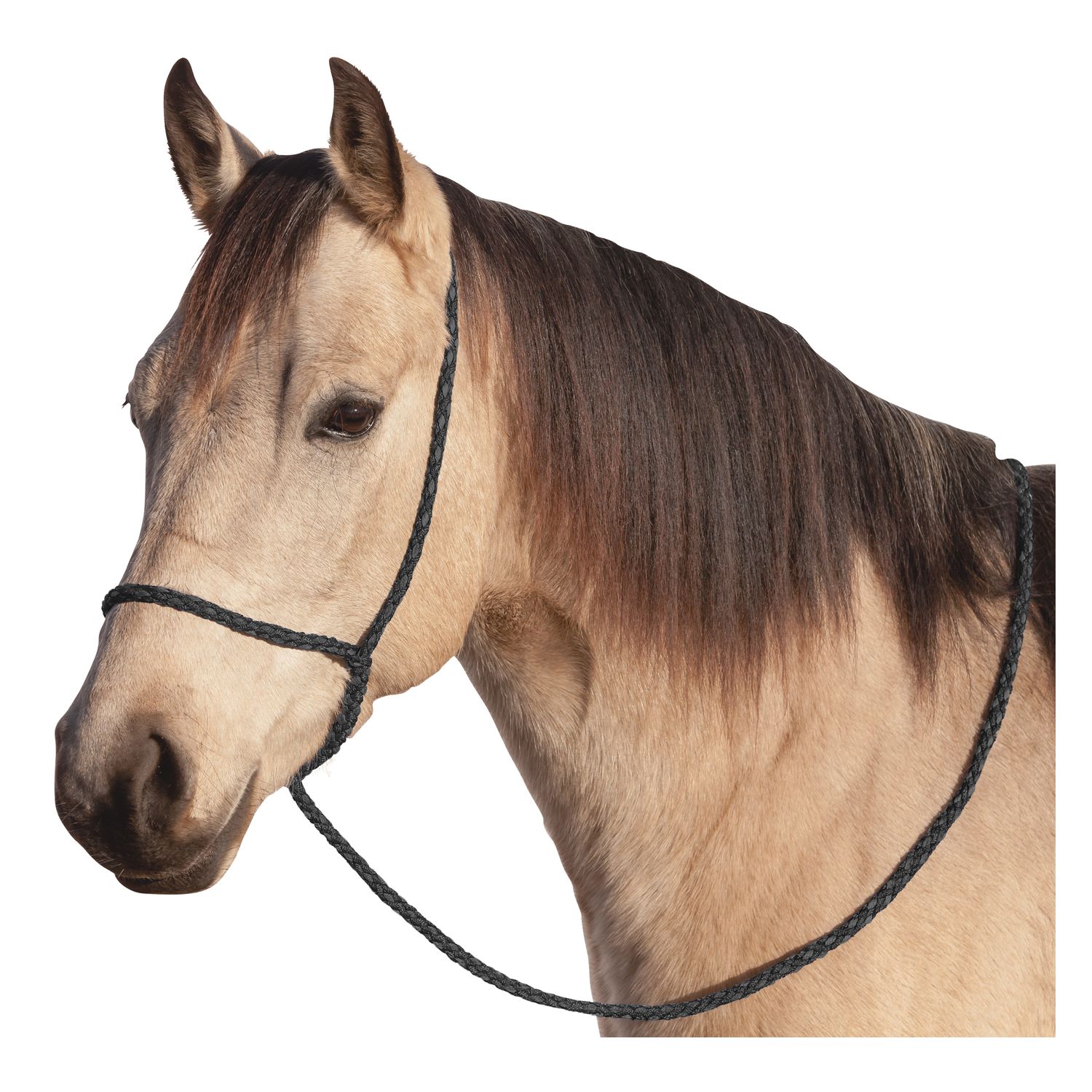 BROCKAMP Halfter Onesize – Ansicht 1