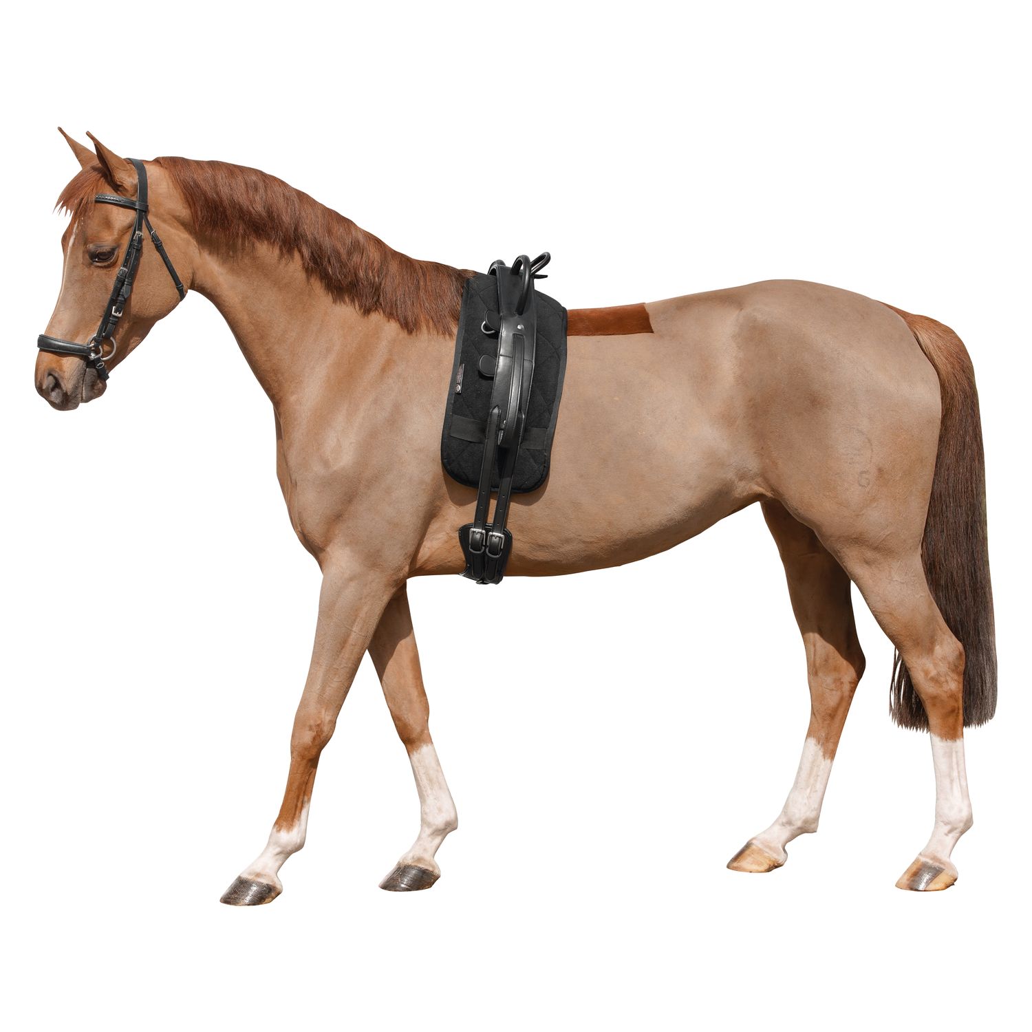 Loesdau Longiergurt mit Griffen – Ansicht 2