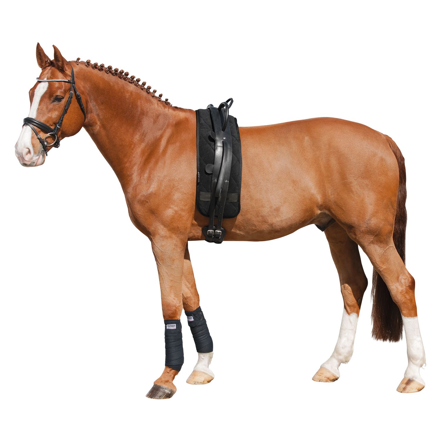 Loesdau Longiergurt mit Griffen – Ansicht 1