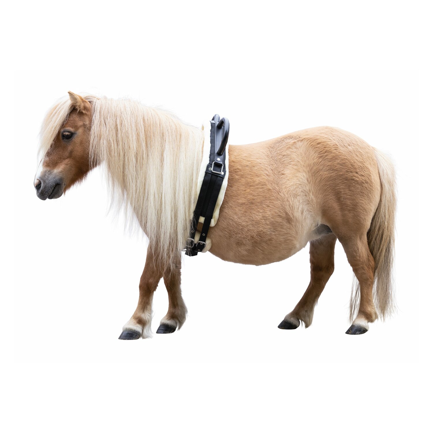 Horse-friends Longiergurt Forli – Ansicht 2