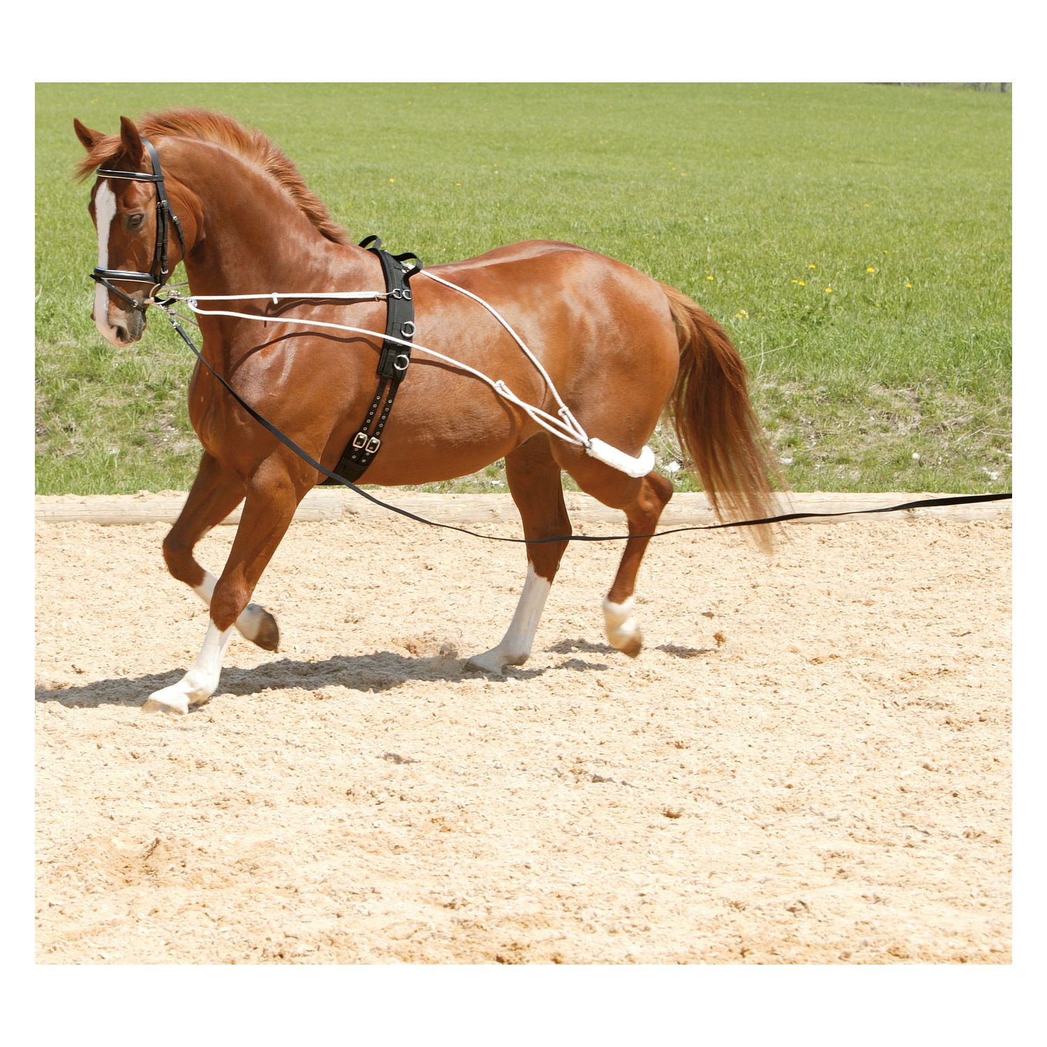 Horse-friends Longiersystem – Ansicht 1