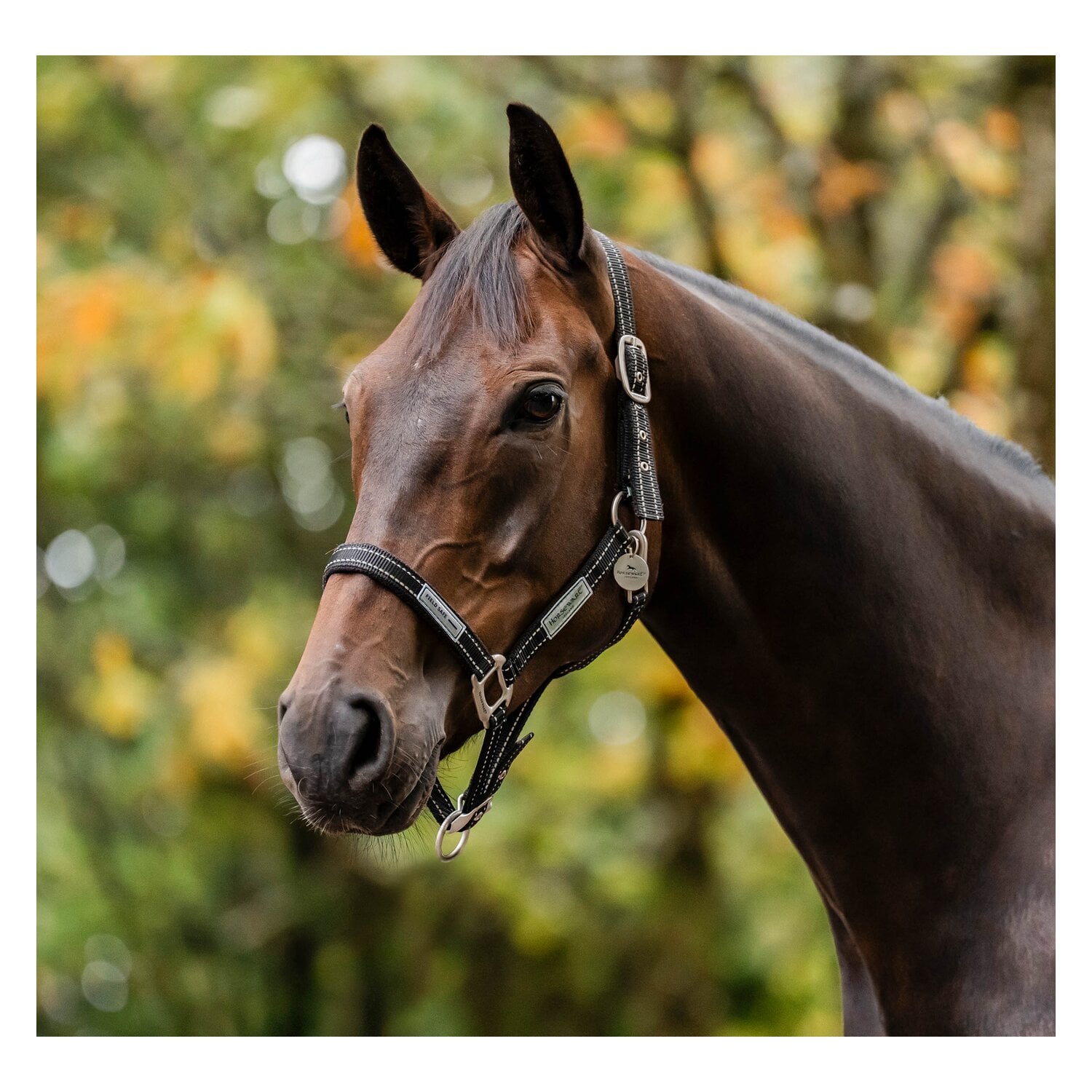 HORSEWARE Halfter Fieldsafe &ndash; Ansicht 1