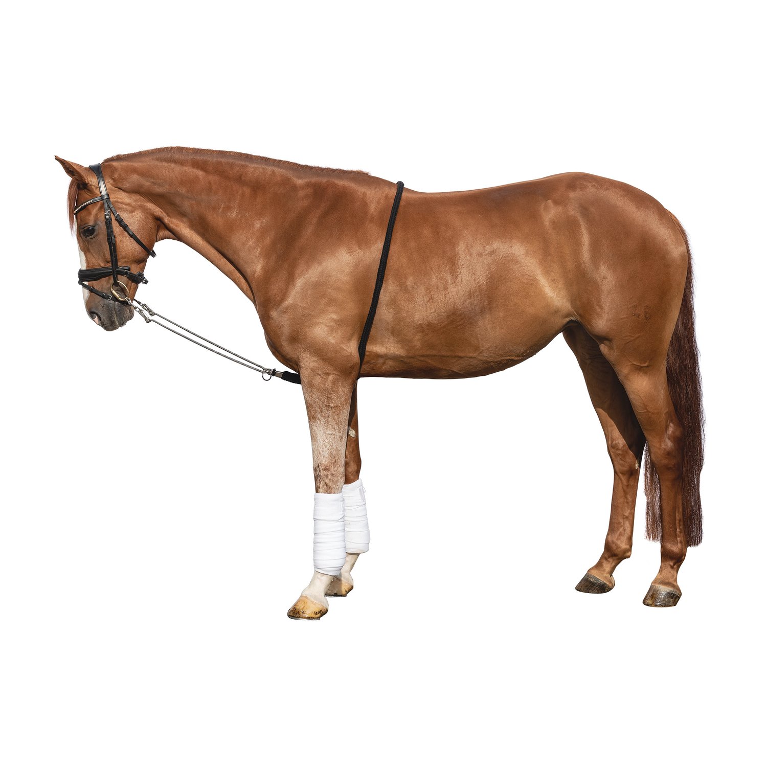 EQUEST Longierhilfe Profi – Ansicht 1