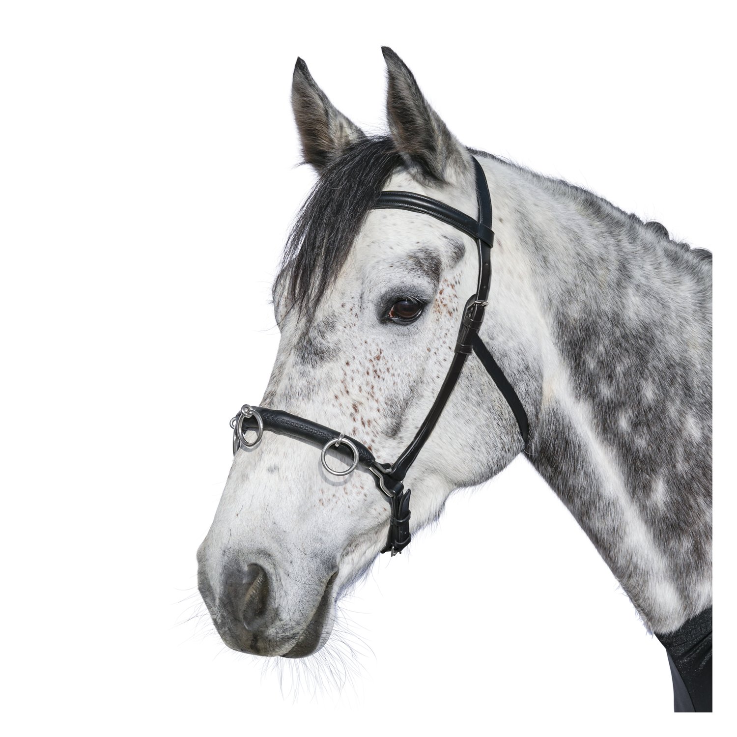 Loesdau Kappzaum Fortaleza – Ansicht 1