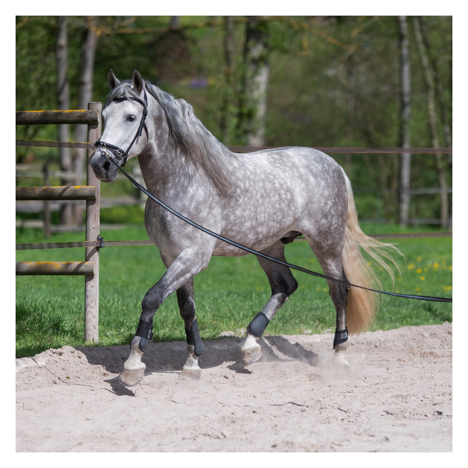 Loesdau Kappzaum Fortaleza – Ansicht 4