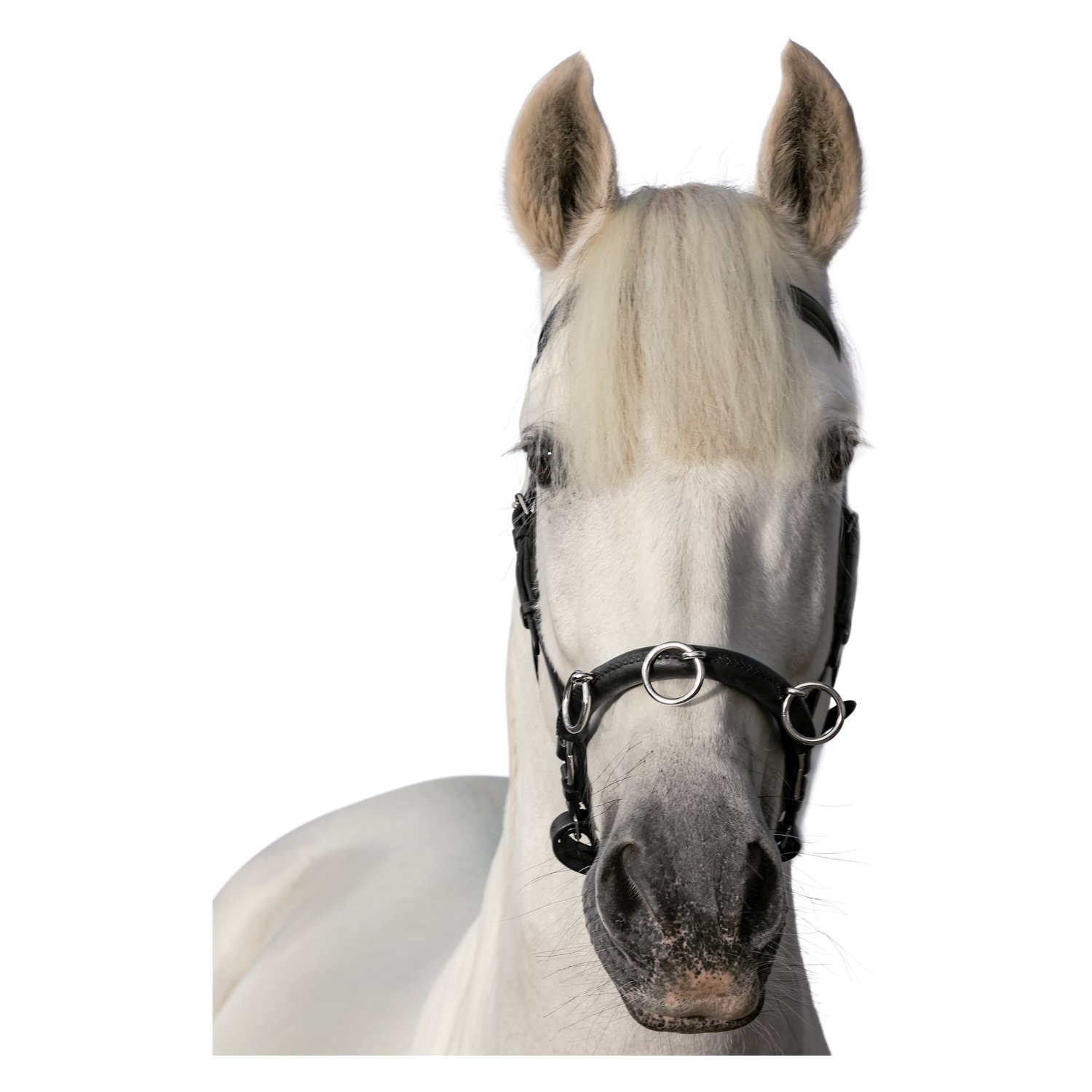 Loesdau Kappzaum Fortaleza – Ansicht 2