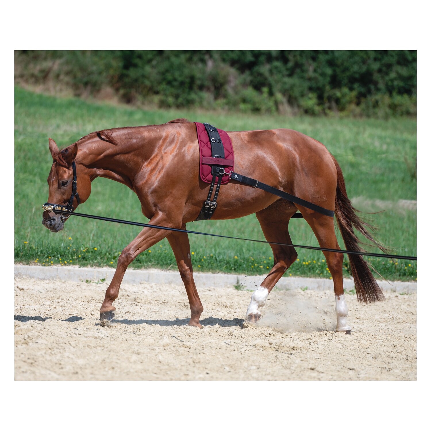 MONTIVUM Kappzaum – Ansicht 2