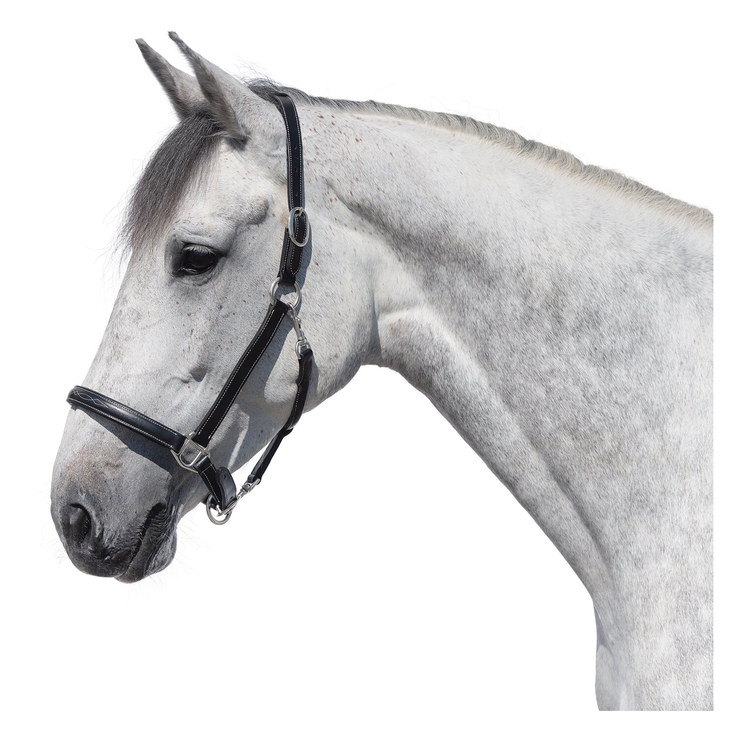 PRESTIGE Lederhalfter – Ansicht 2