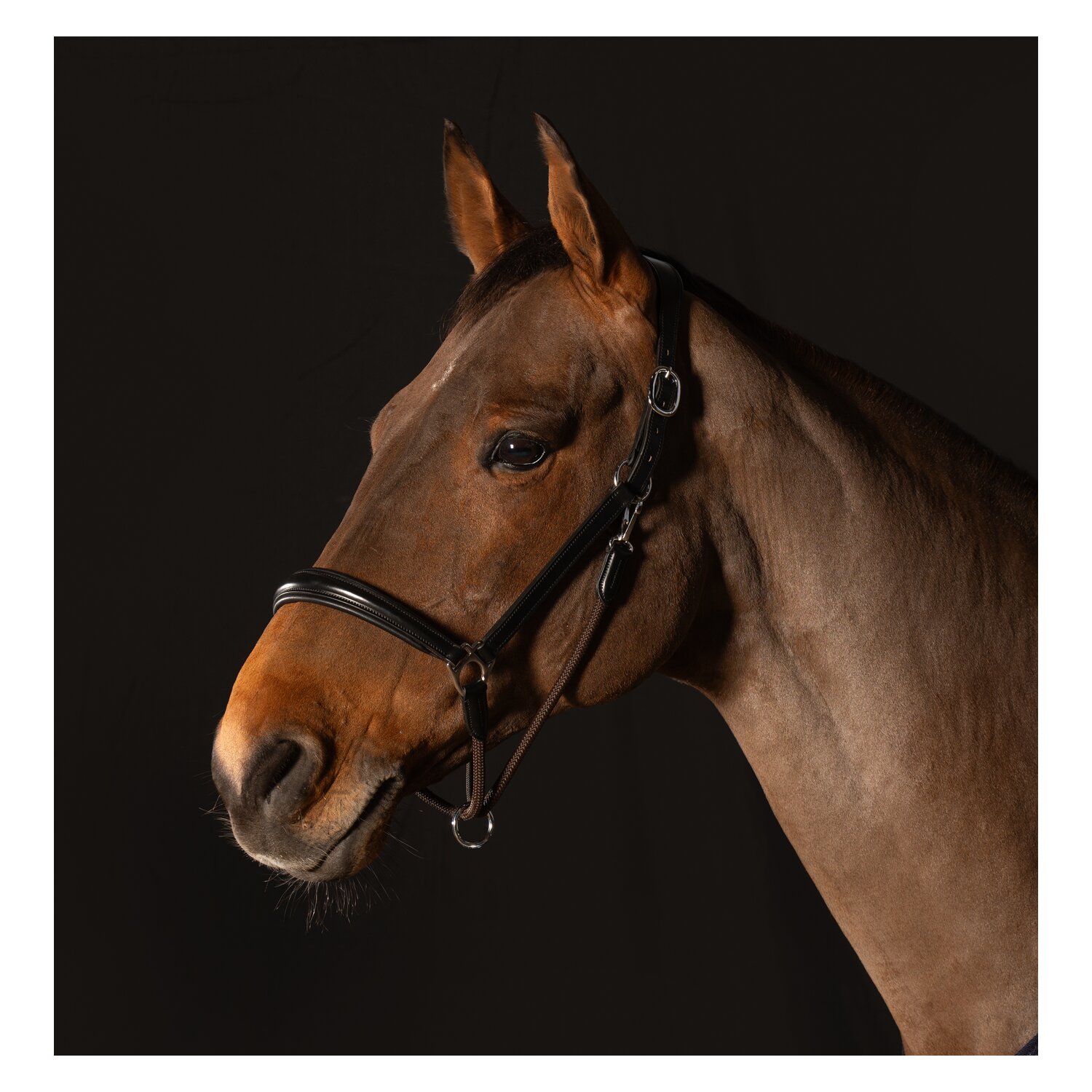 Cheval de Luxe Lederhalfter Annecy &ndash; Ansicht 2