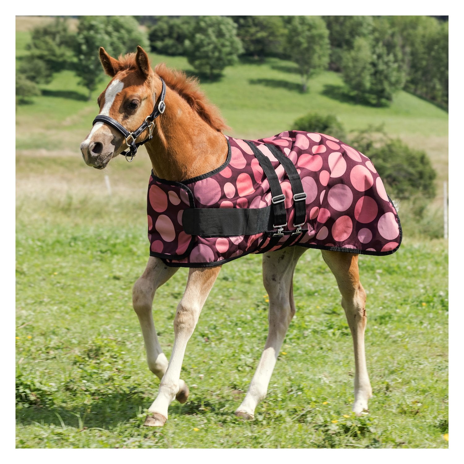 Horse-friends Fohlendecke &ndash; Ansicht 1