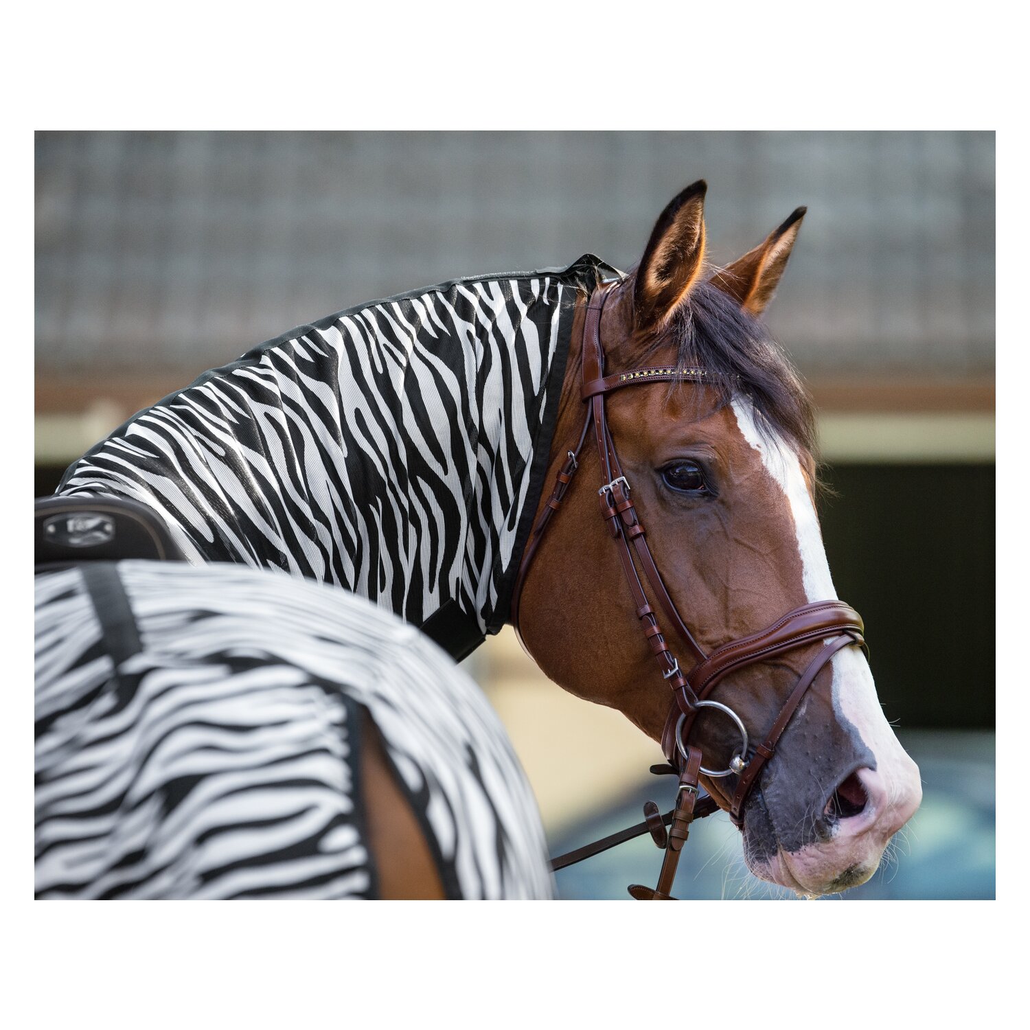 Horse-friends Ausreitdecke Moers mit Fransen – Ansicht 4