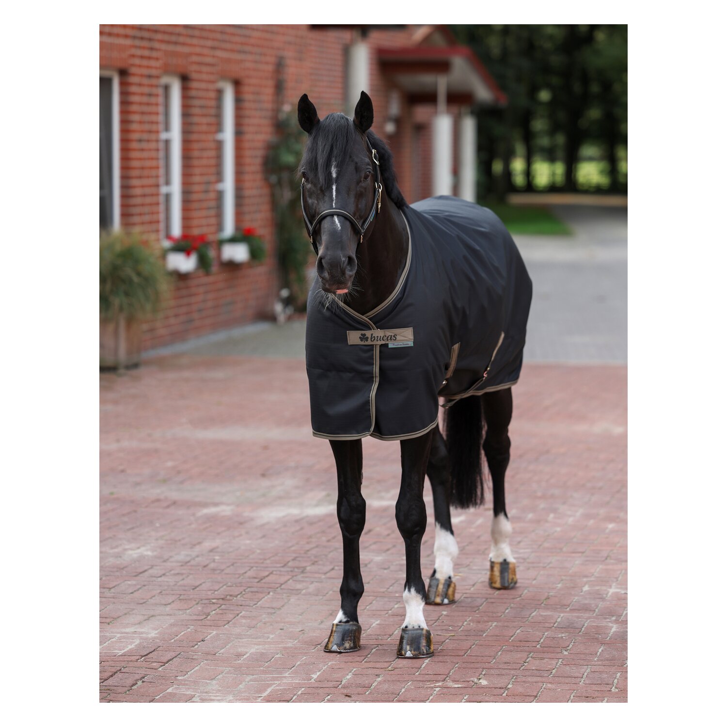 Bucas Stalldecke Freedom – Ansicht 2