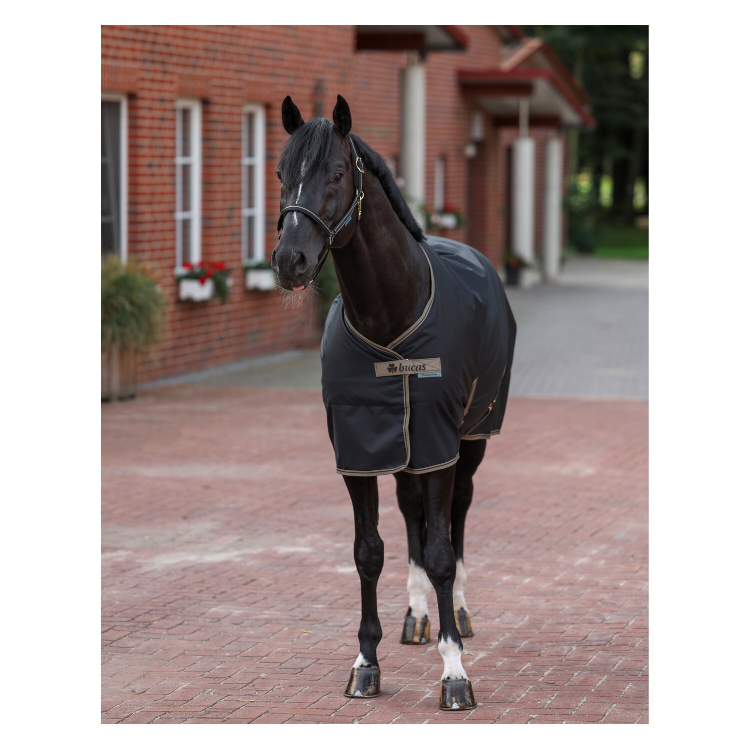 Bucas Stalldecke Freedom – Ansicht 3