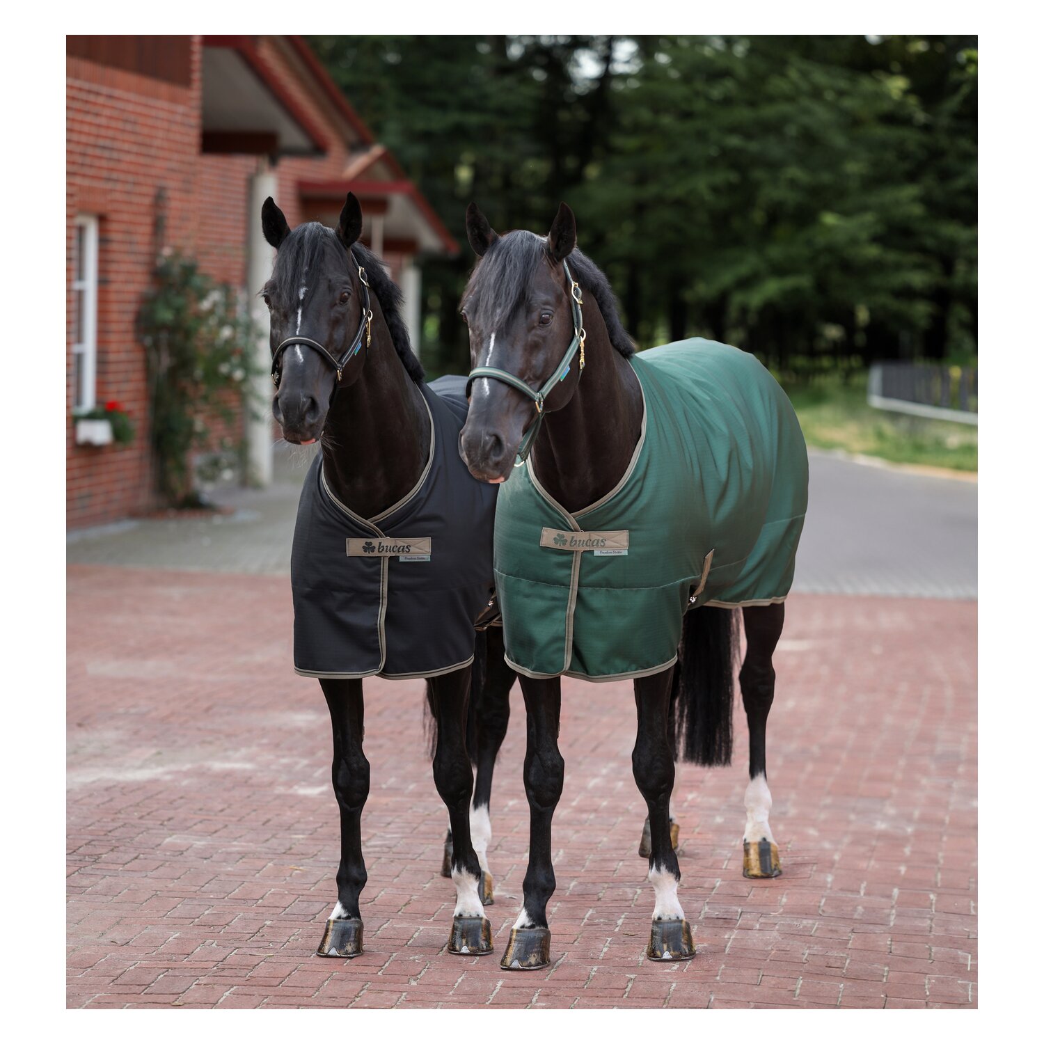 Bucas Stalldecke Freedom – Ansicht 5