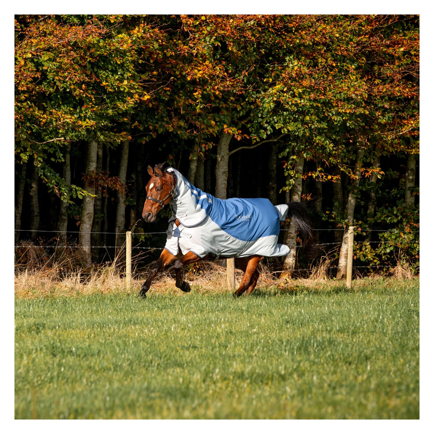 HORSEWARE Outdoor-/Weidedecke RAMBO Autumn Series – Ansicht 3