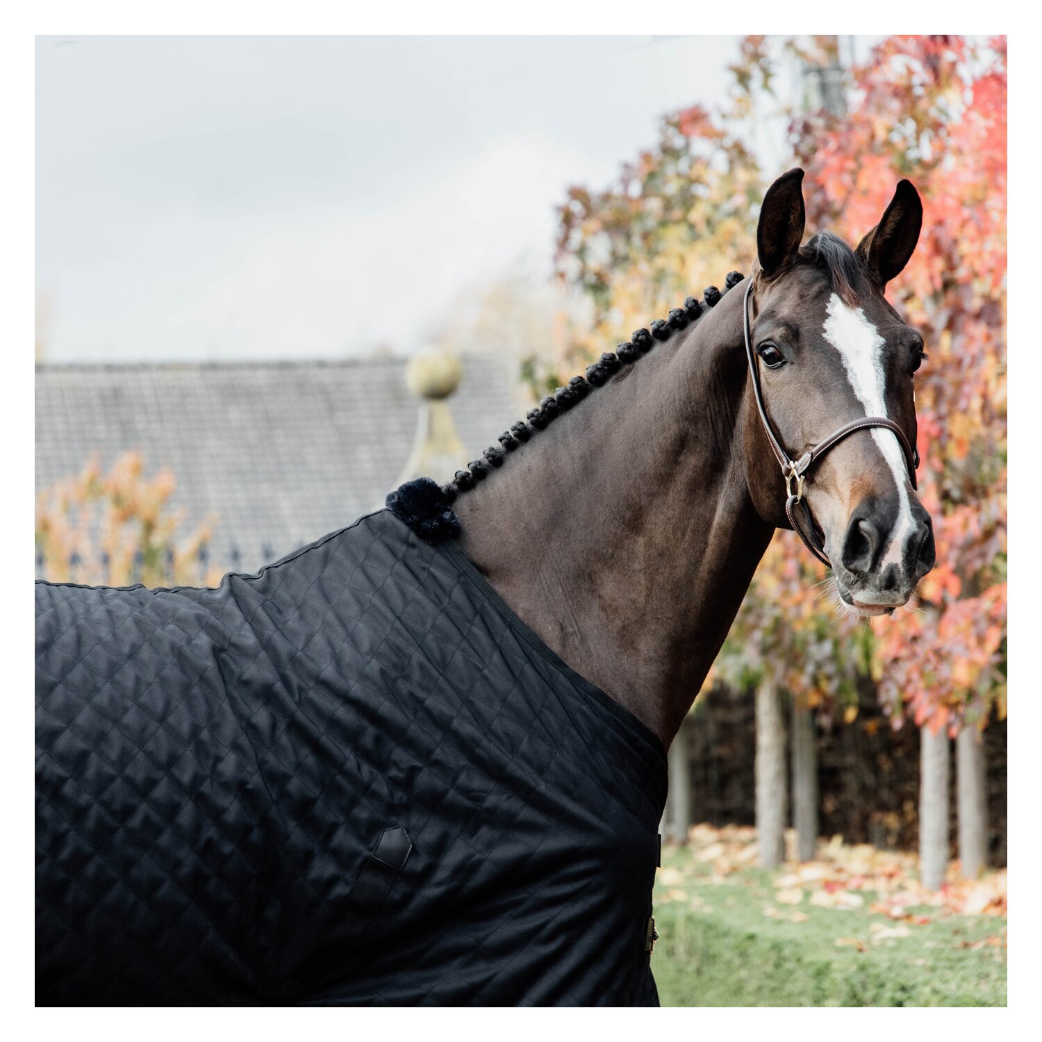 KENTUCKY Stalldecke – Ansicht 2