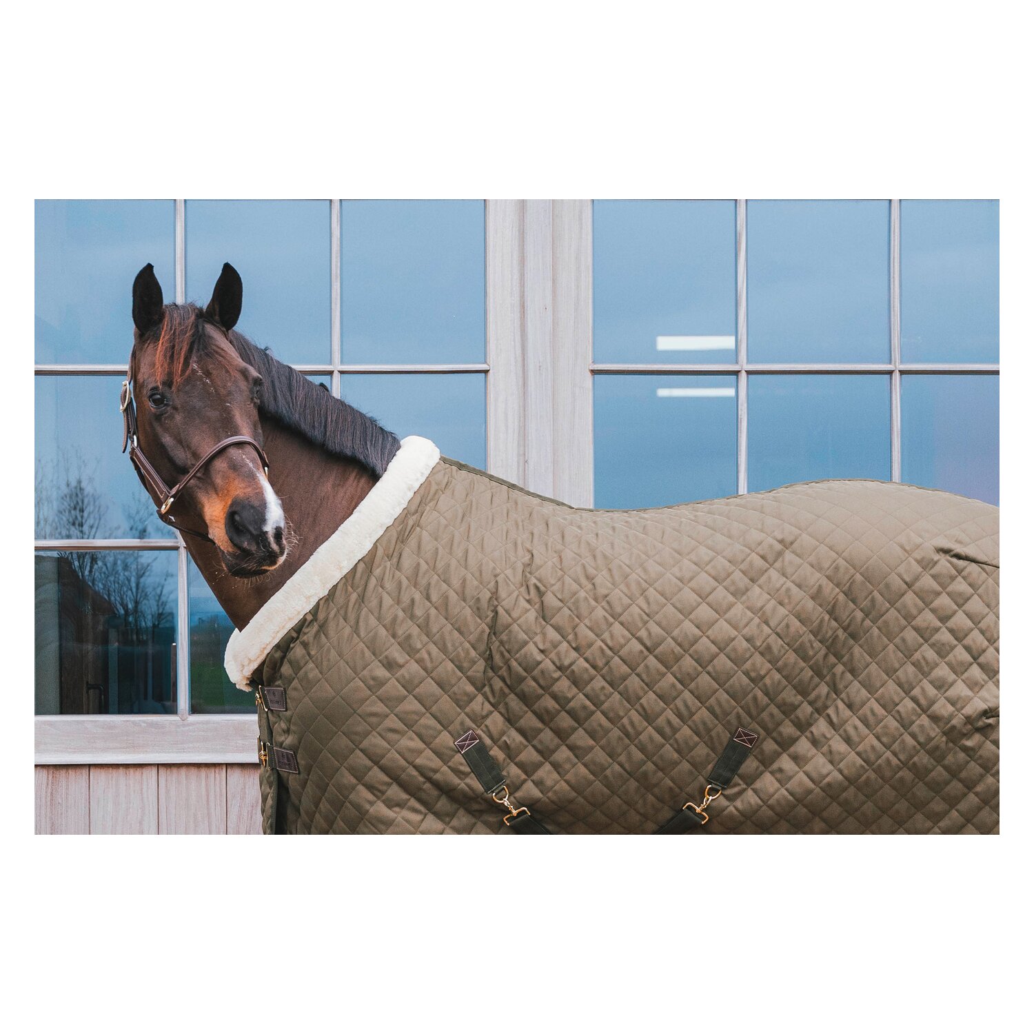KENTUCKY Show Rug – Ansicht 5