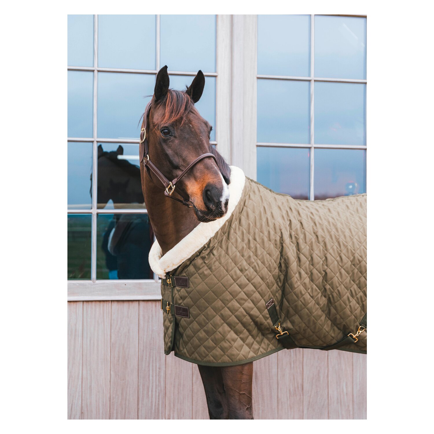 KENTUCKY Show Rug – Ansicht 6