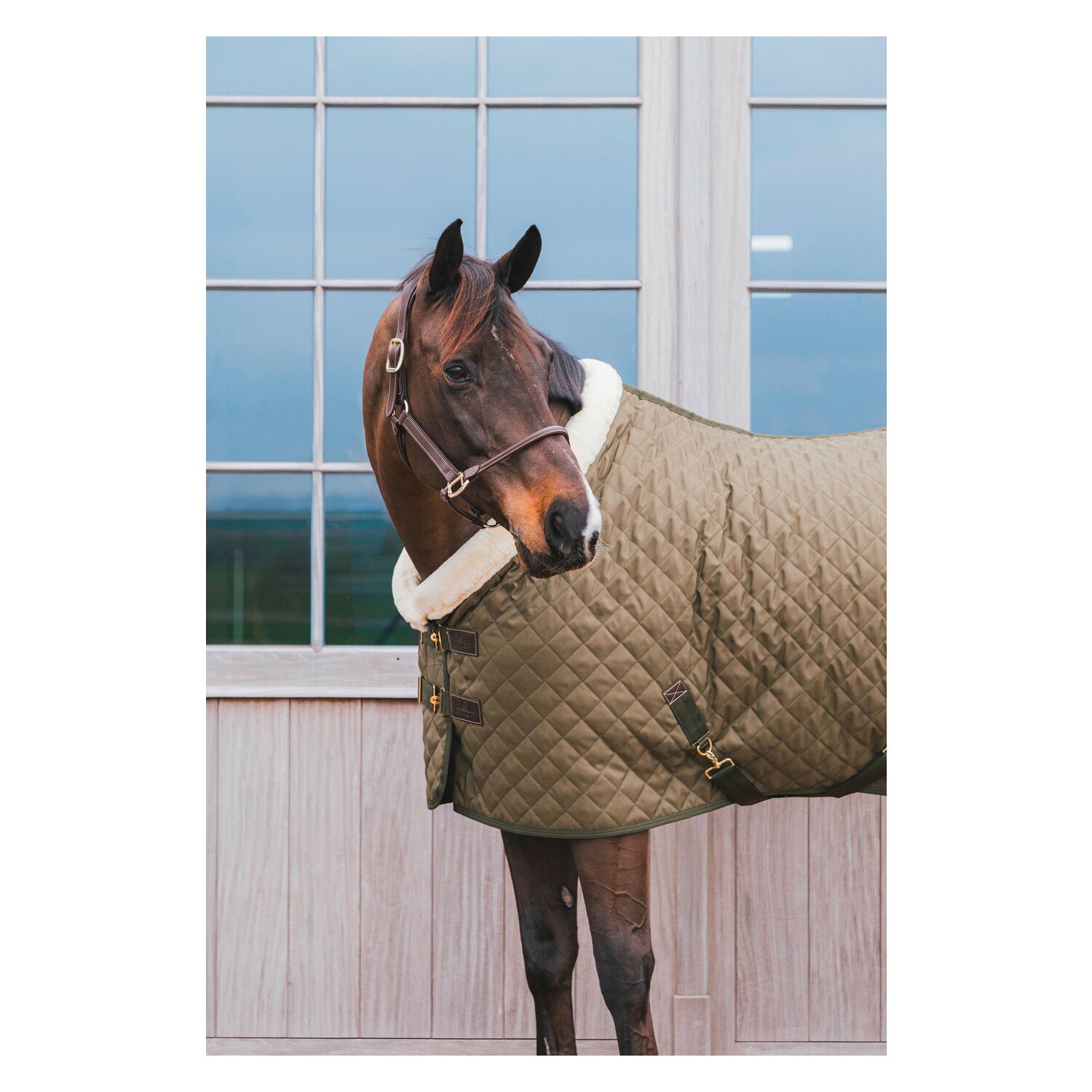 KENTUCKY Show Rug – Ansicht 2