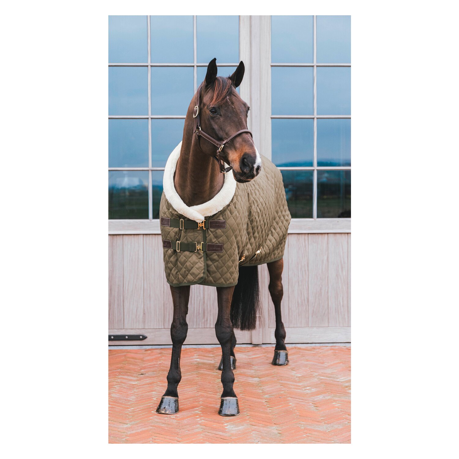 KENTUCKY Show Rug – Ansicht 3