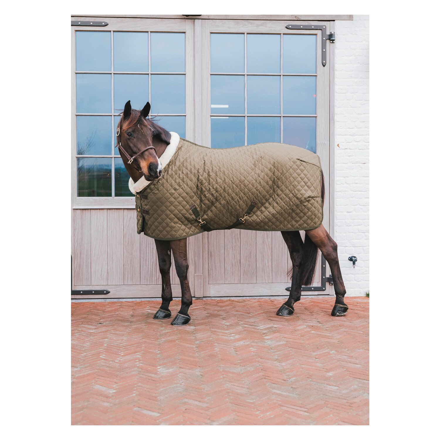 KENTUCKY Show Rug – Ansicht 4
