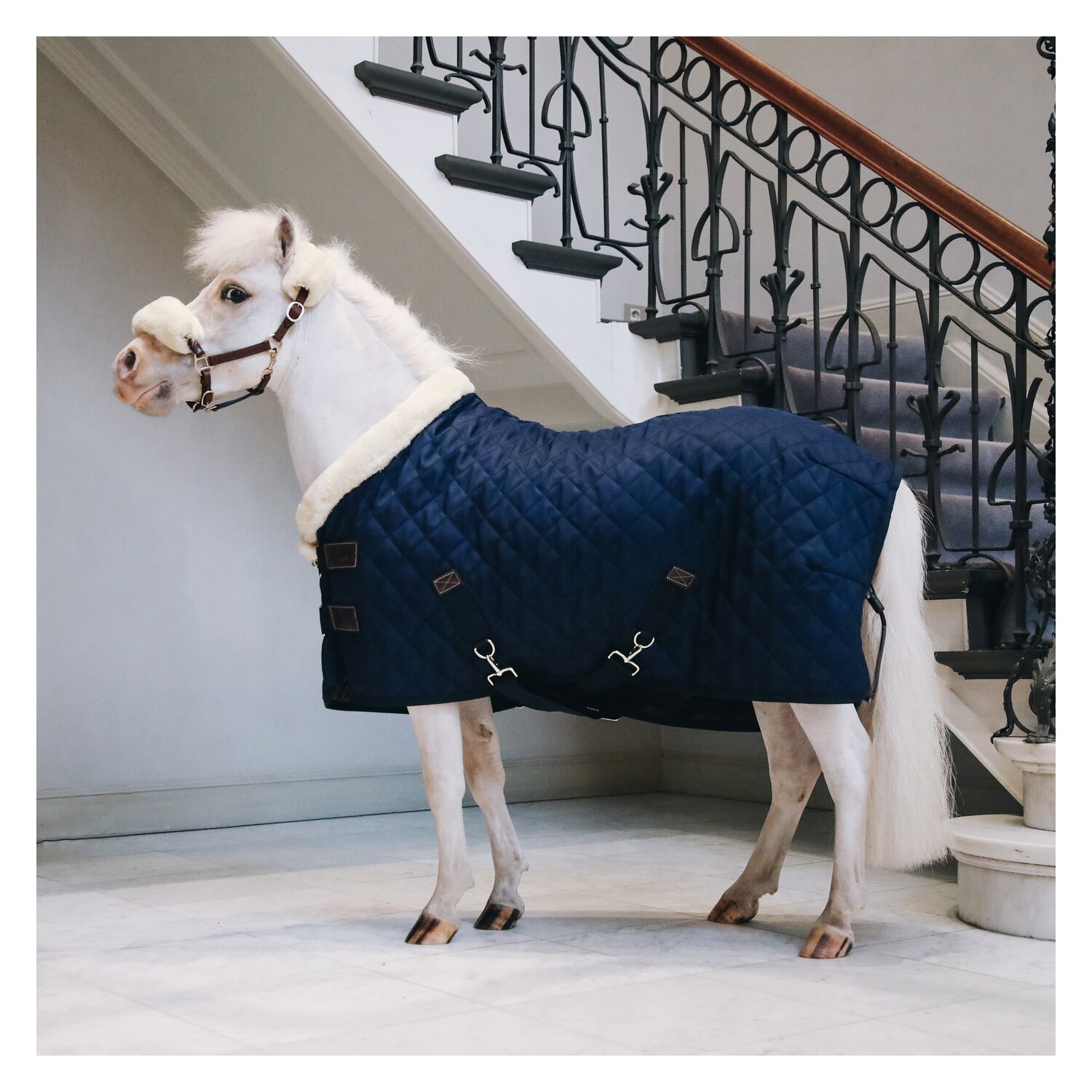 KENTUCKY Show Rug – Ansicht 2